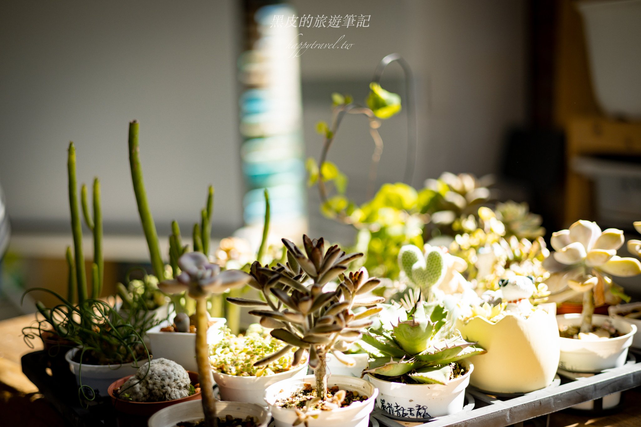 繞山花（三和青創基地）｜多肉植物秘境，龍潭半日遊親子景點