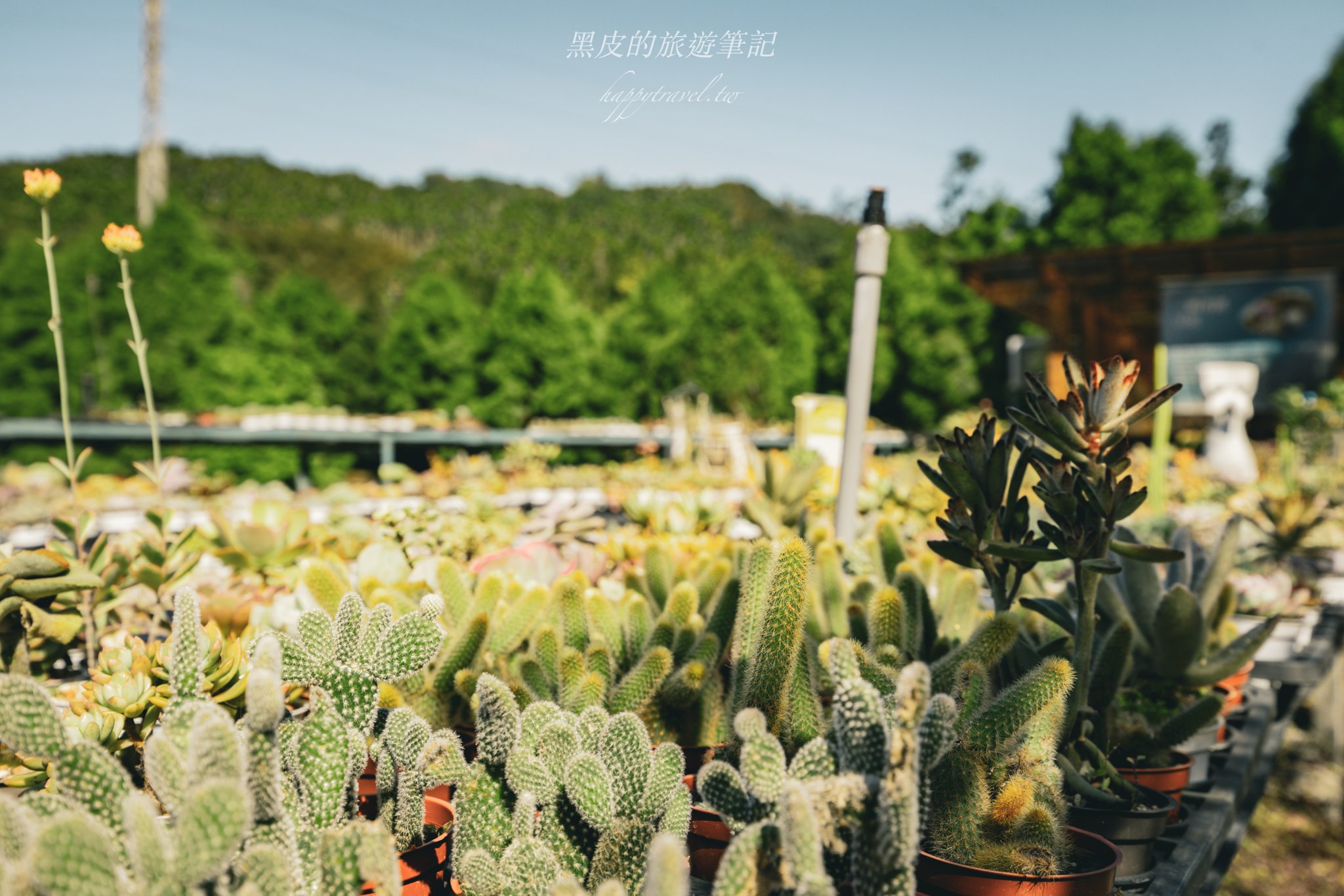 繞山花（三和青創基地）｜多肉植物秘境，龍潭半日遊親子景點