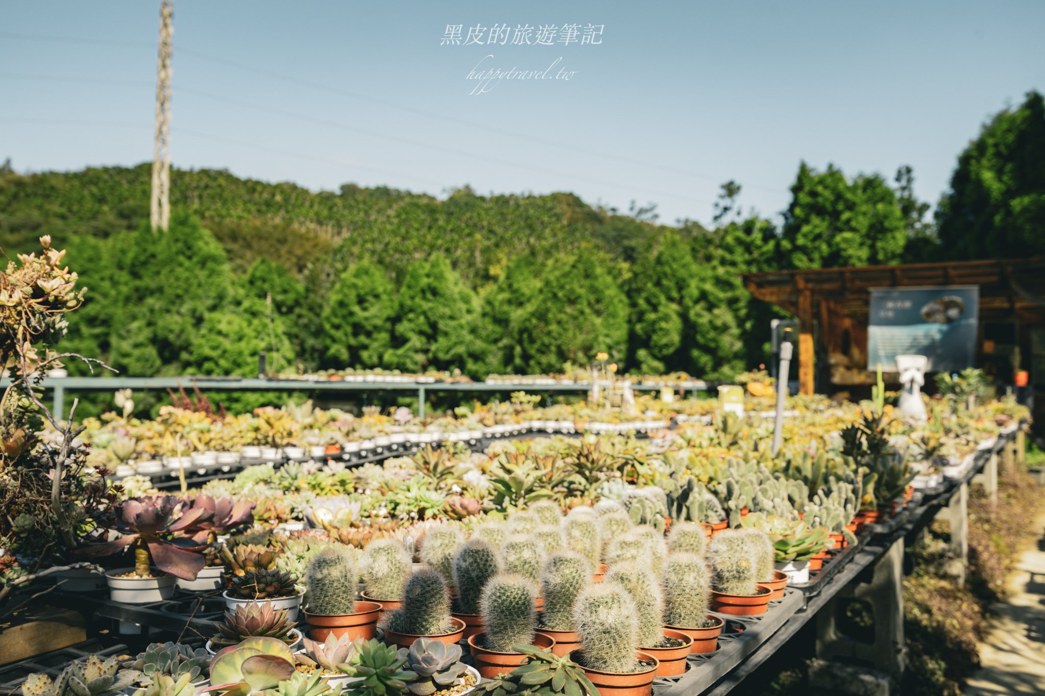 繞山花（三和青創基地）｜多肉植物秘境，龍潭半日遊親子景點