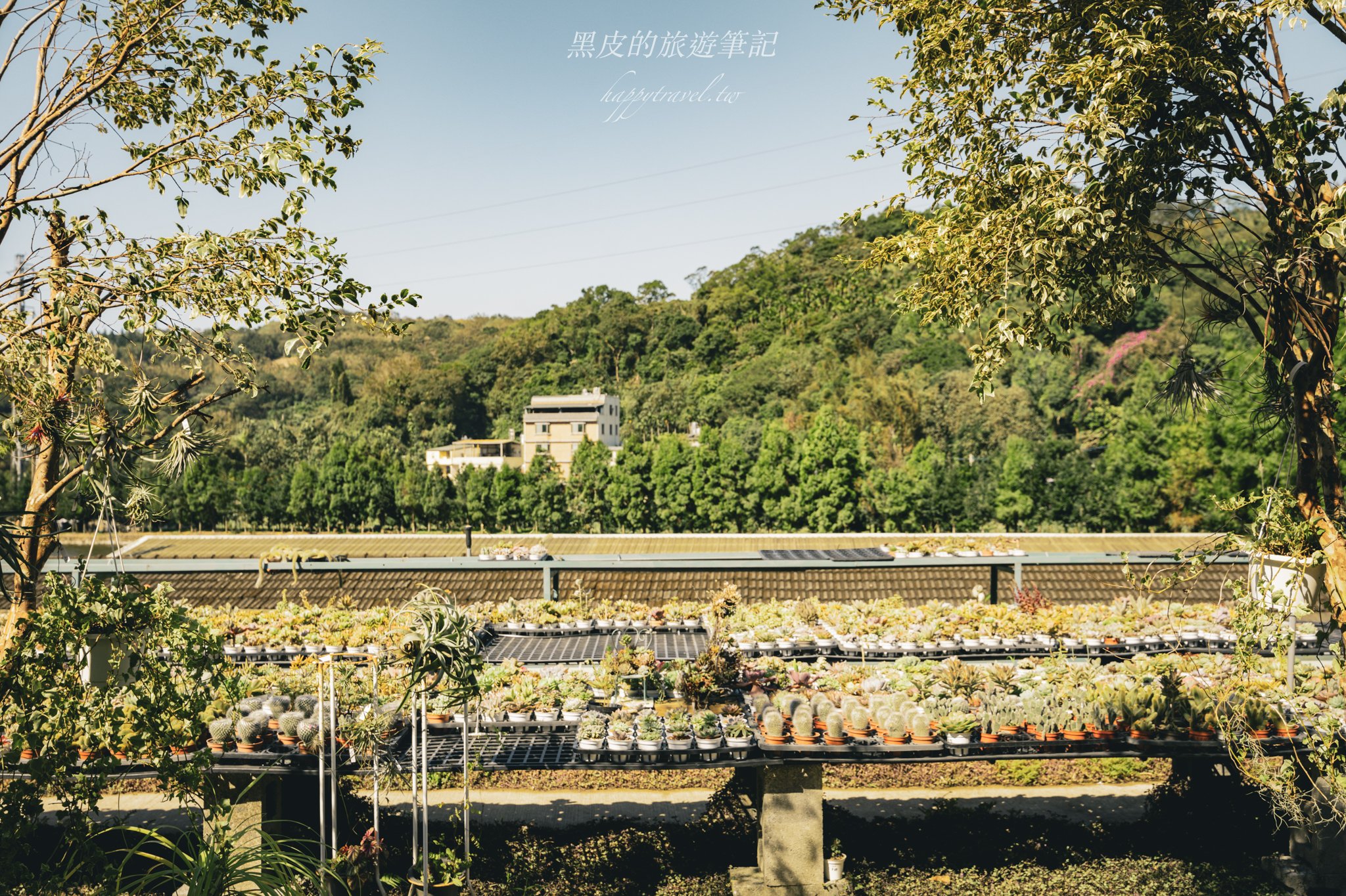 繞山花（三和青創基地）｜多肉植物秘境，龍潭半日遊親子景點