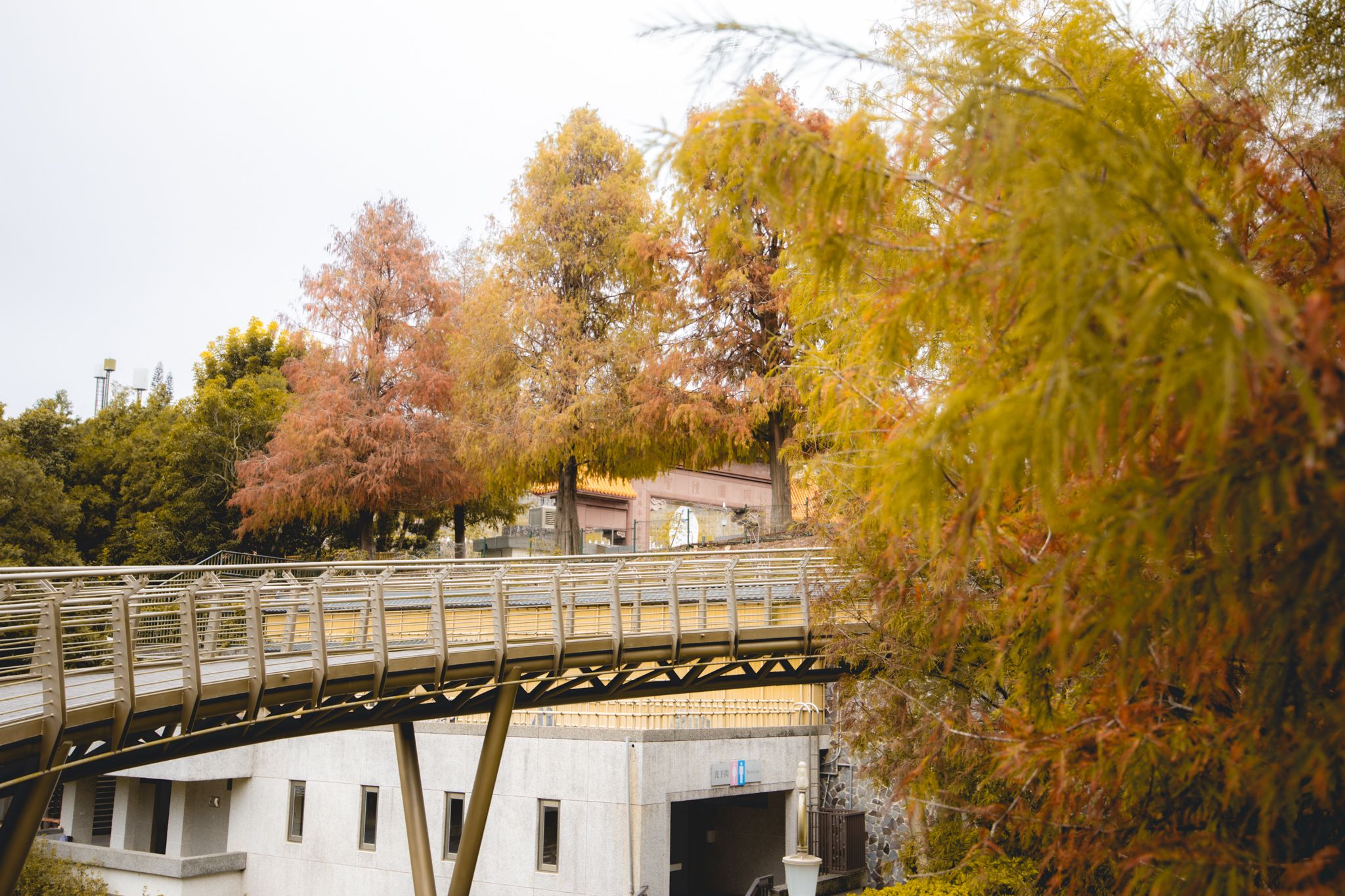 中台禪寺-普台公園｜七成旅人都不知道的夢幻落羽松秘境（免門票）。埔里景點/落羽松景點