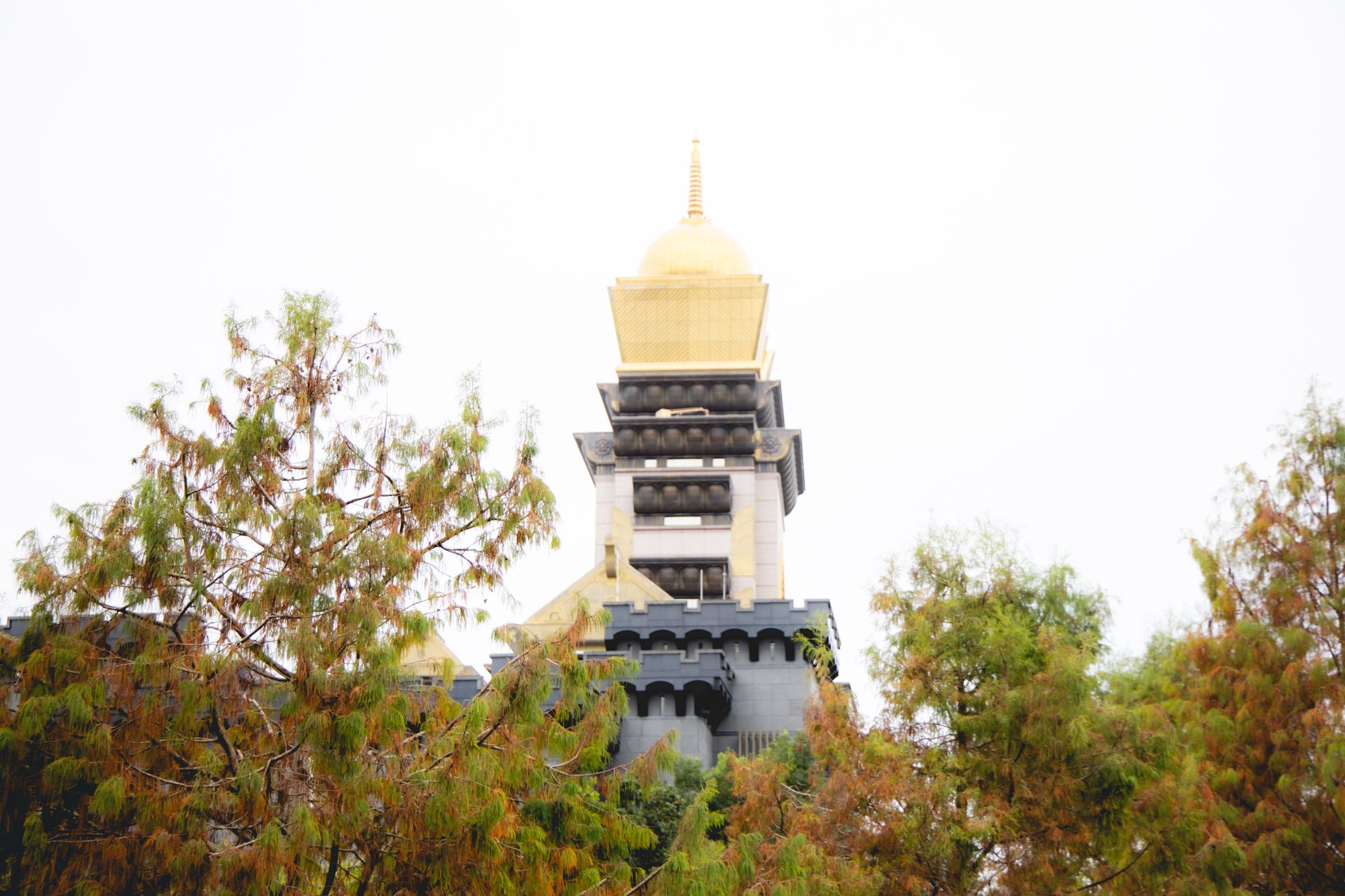 中台禪寺-普台公園｜七成旅人都不知道的夢幻落羽松秘境（免門票）。埔里景點/落羽松景點