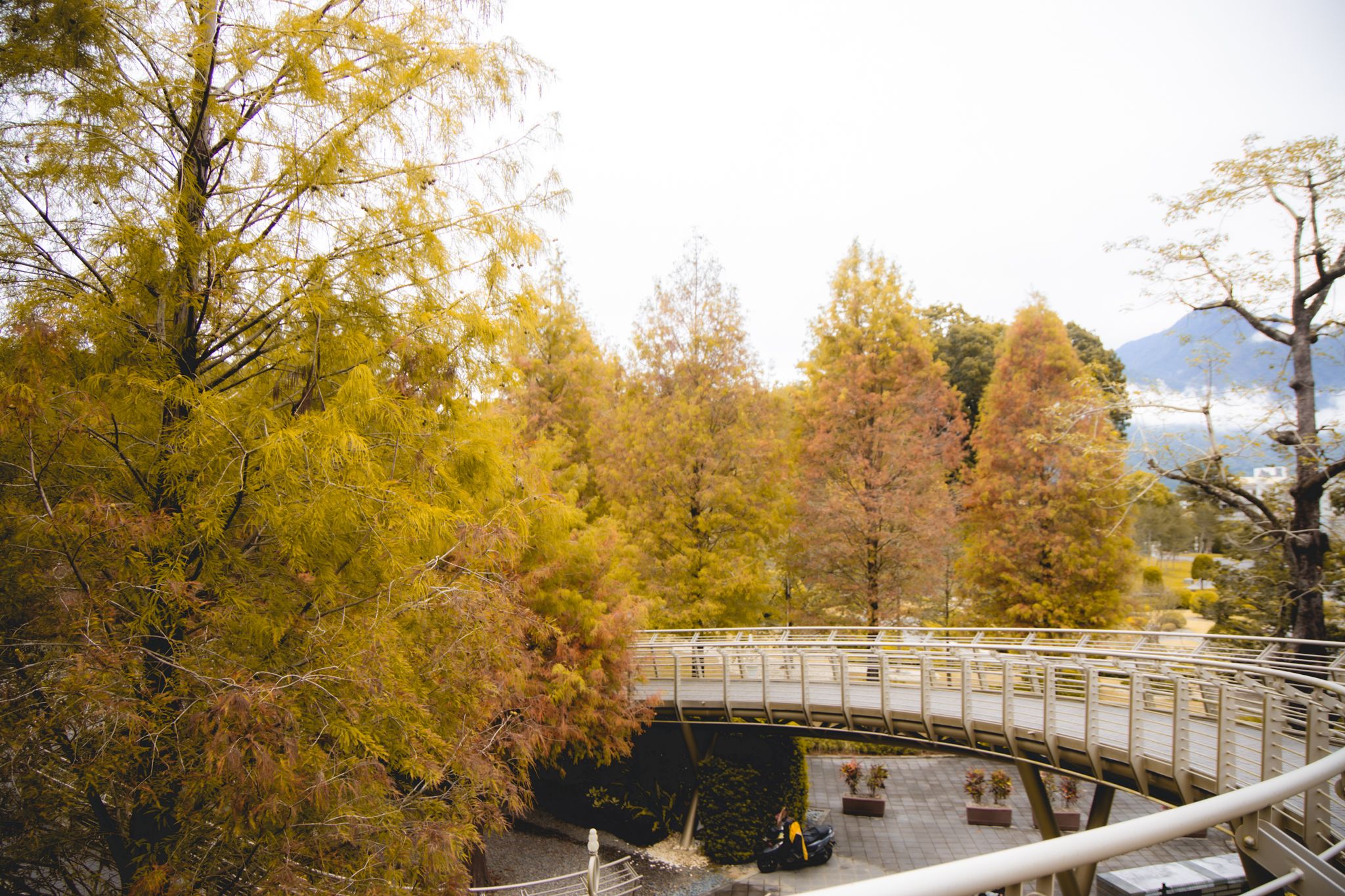 中台禪寺-普台公園｜七成旅人都不知道的夢幻落羽松秘境（免門票）。埔里景點/落羽松景點