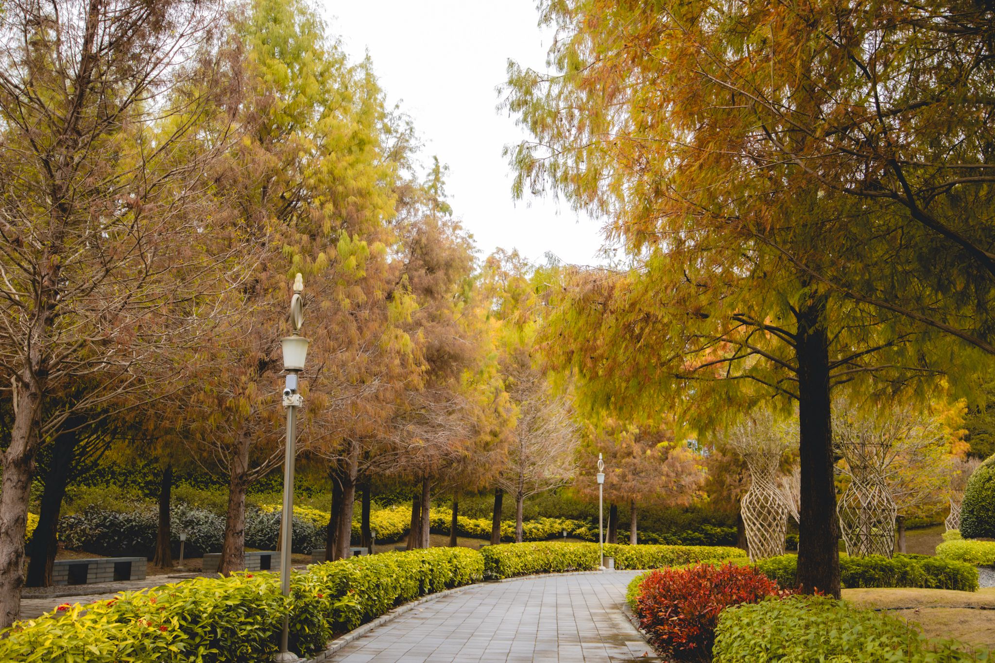 中台禪寺-普台公園｜七成旅人都不知道的夢幻落羽松秘境（免門票）。埔里景點/落羽松景點