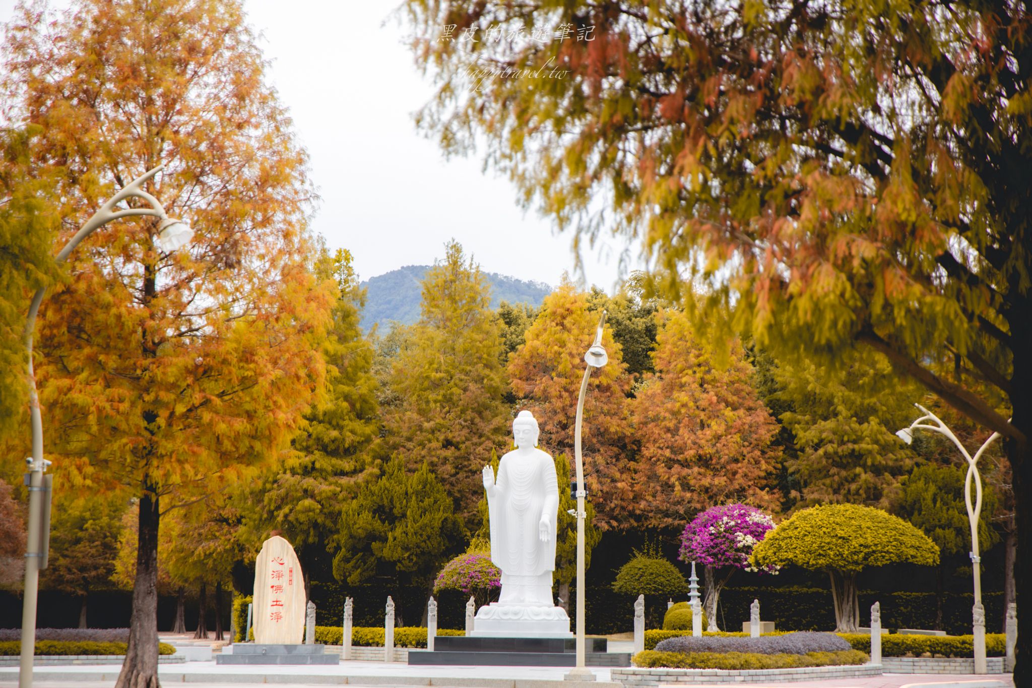 中台禪寺-普台公園｜七成旅人都不知道的夢幻落羽松秘境（免門票）。埔里景點/落羽松景點