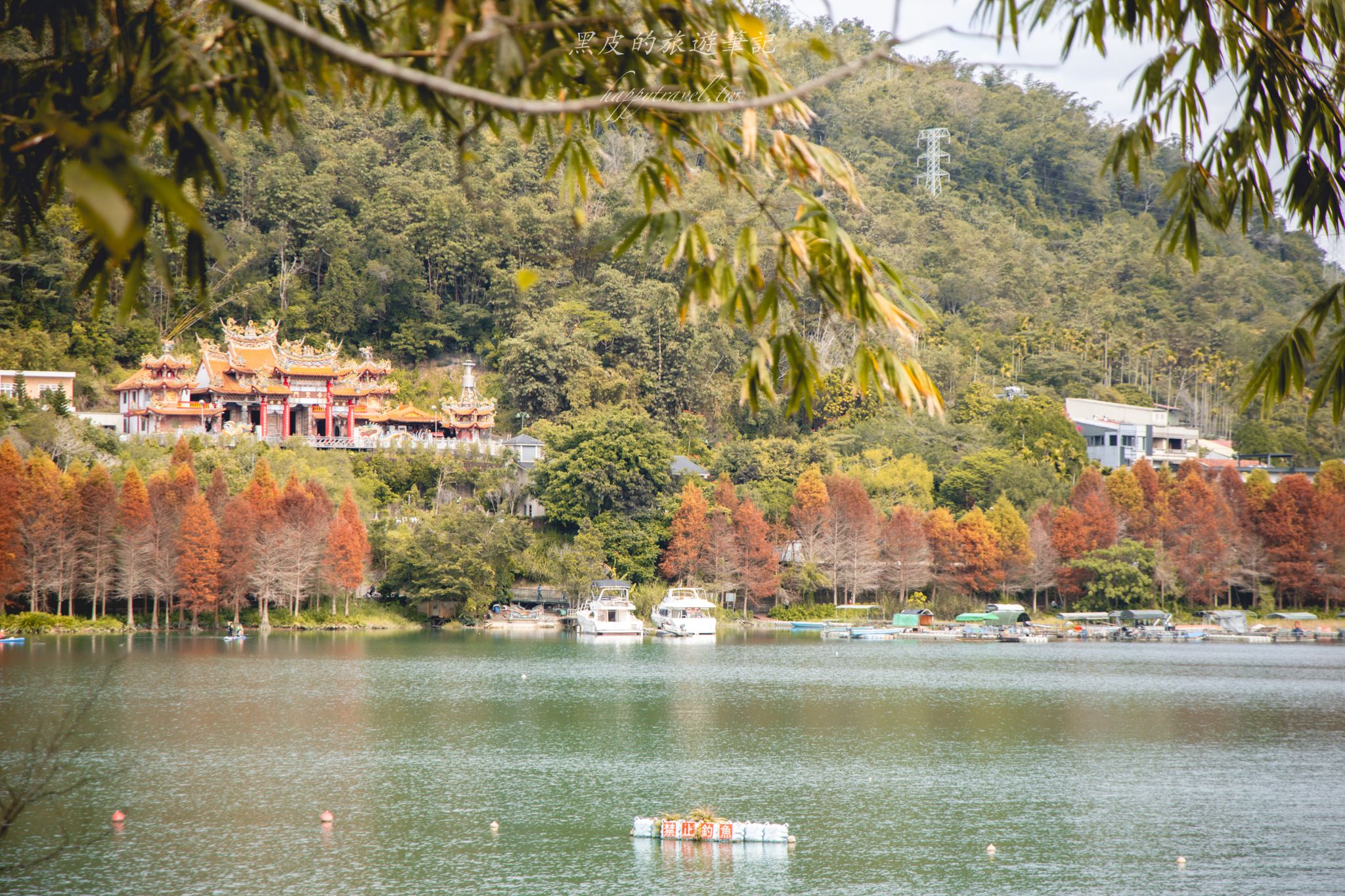 向山落羽松｜全台最美落羽松自行車道