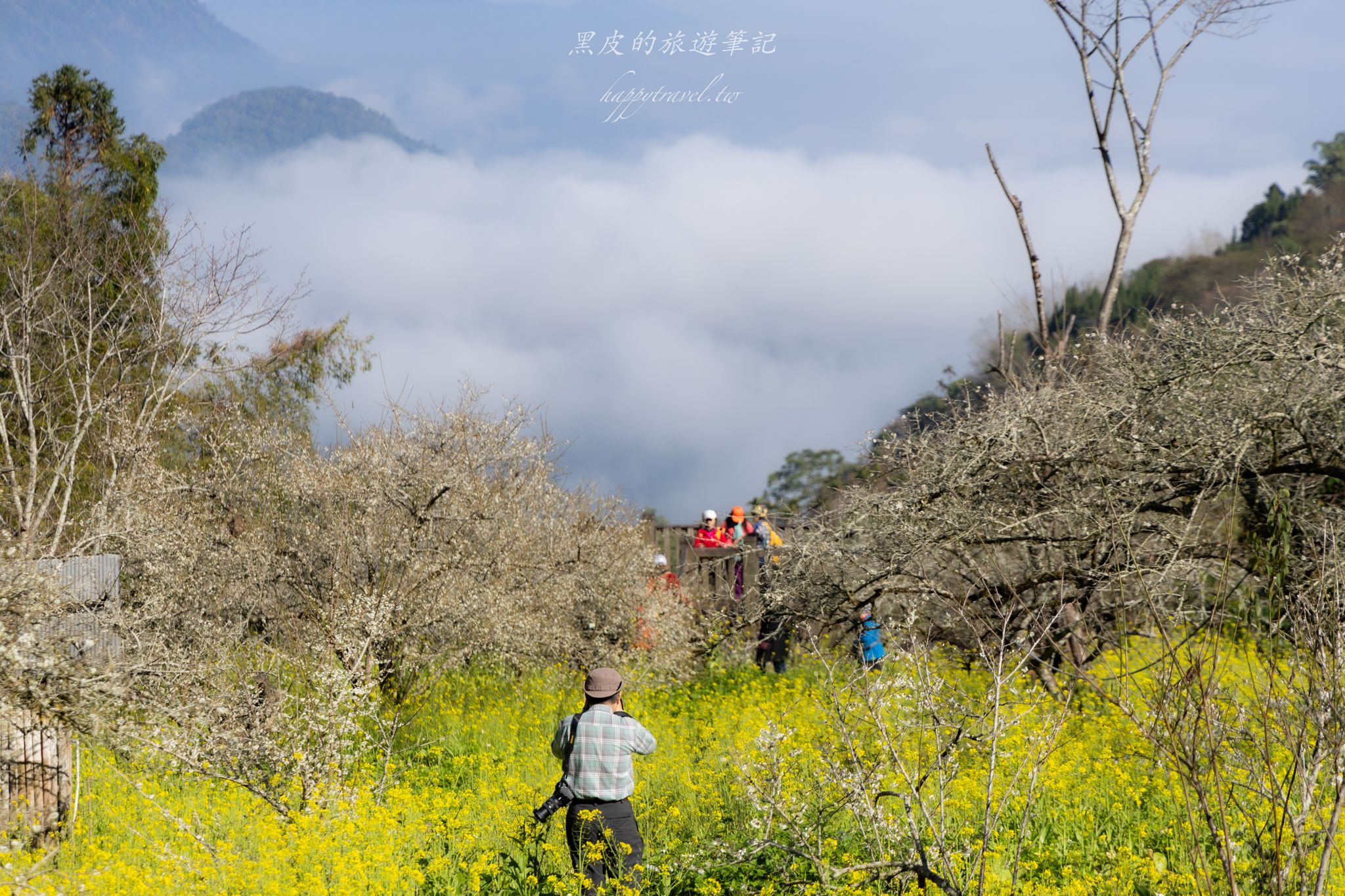 烏松崙森林渡假營【石家梅園】雪白梅花綻放啦！一起來踏雪尋梅 