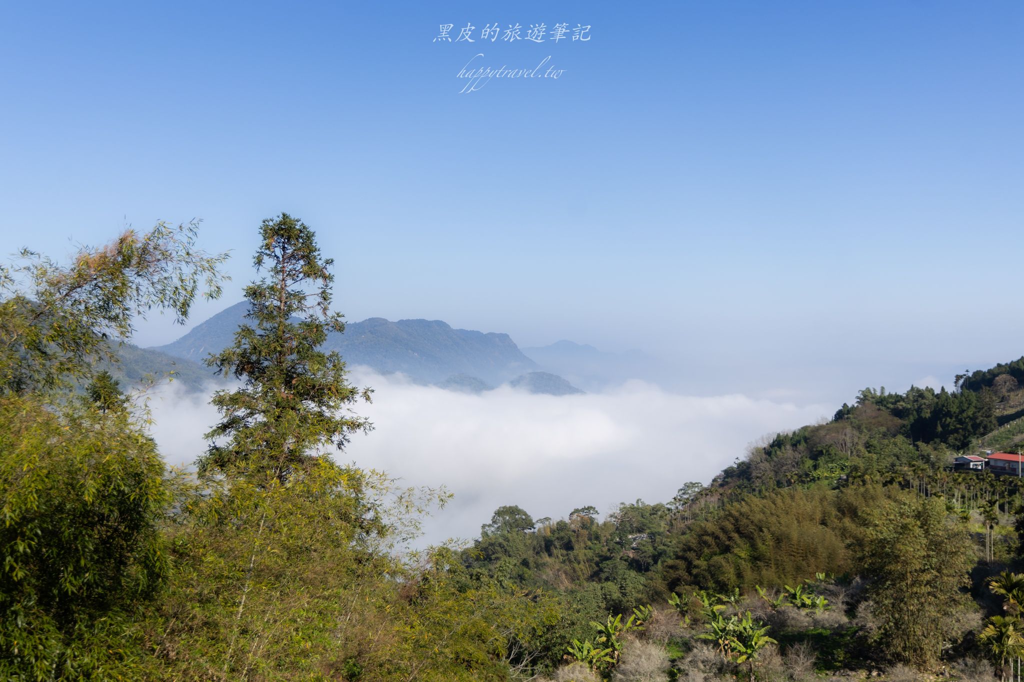 烏松崙森林渡假營【石家梅園】雪白梅花綻放啦！一起來踏雪尋梅 