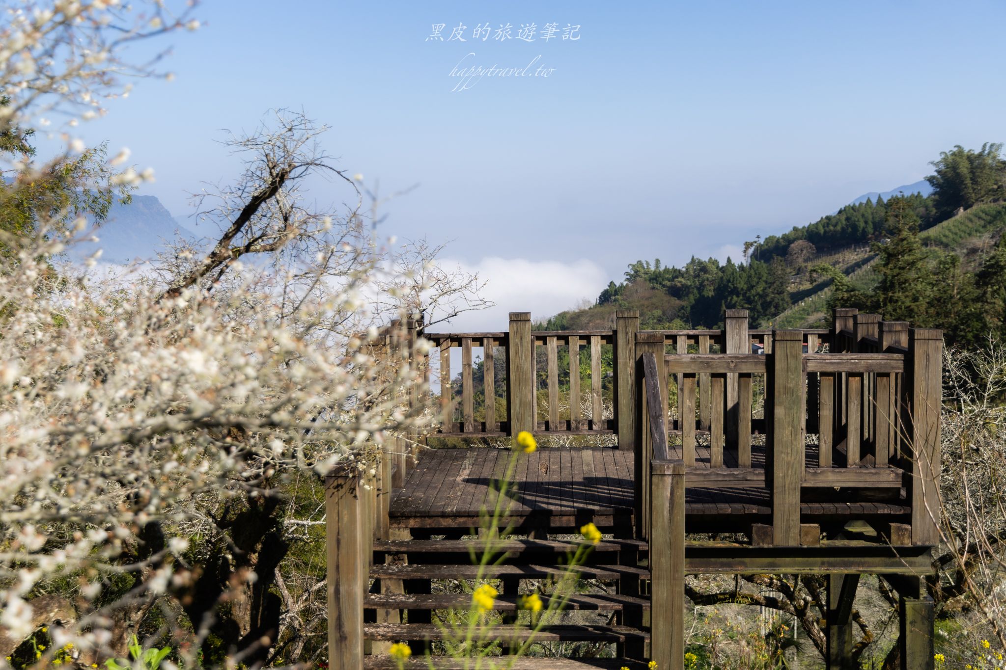 烏松崙森林渡假營【石家梅園】雪白梅花綻放啦！一起來踏雪尋梅 