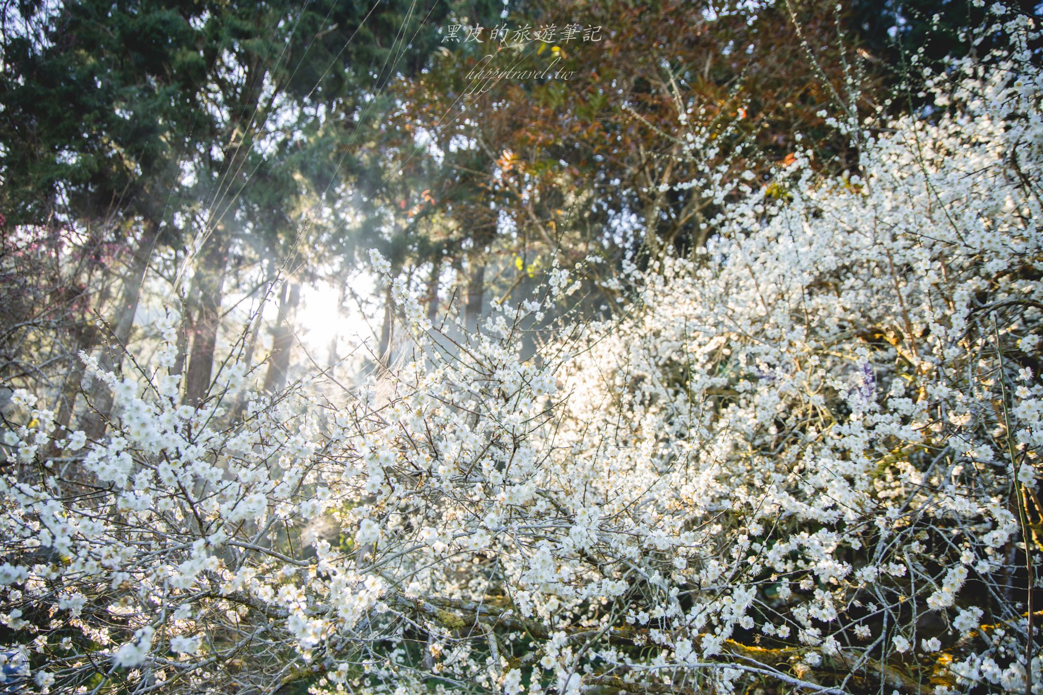 烏松崙森林渡假營【石家梅園】雪白梅花綻放啦！一起來踏雪尋梅 