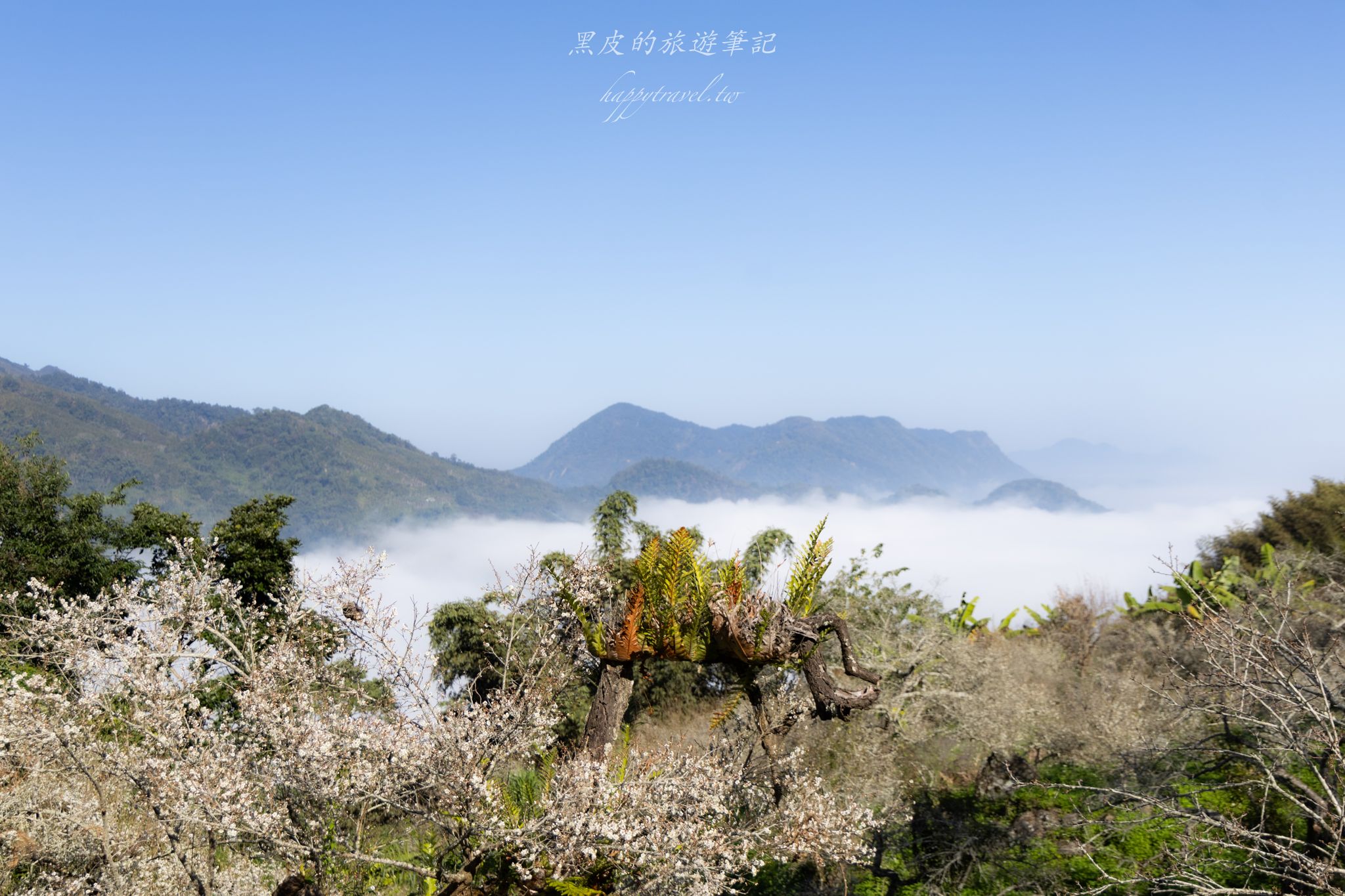 烏松崙森林渡假營【石家梅園】雪白梅花綻放啦！一起來踏雪尋梅 