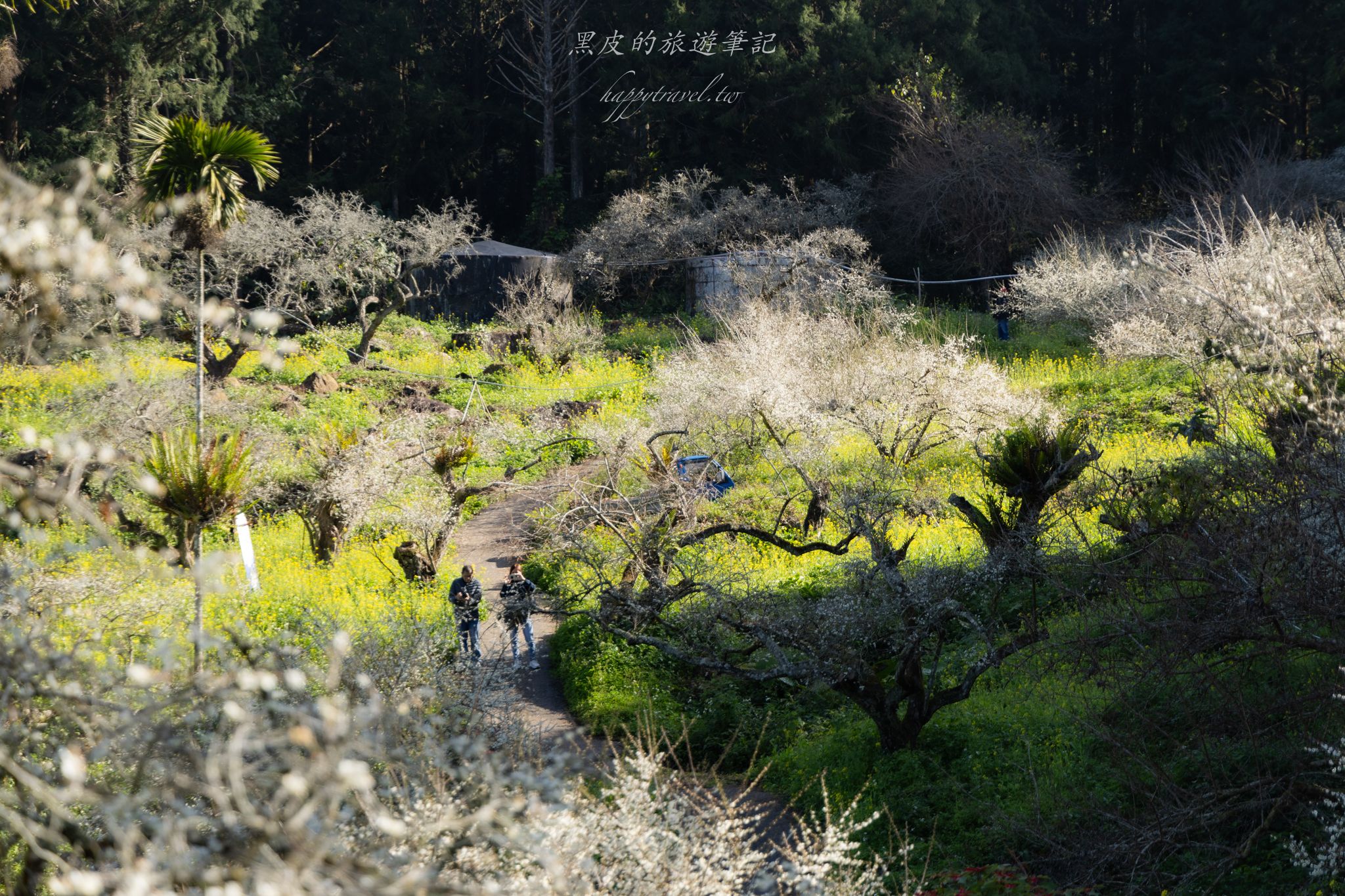 烏松崙森林渡假營【石家梅園】雪白梅花綻放啦！一起來踏雪尋梅 