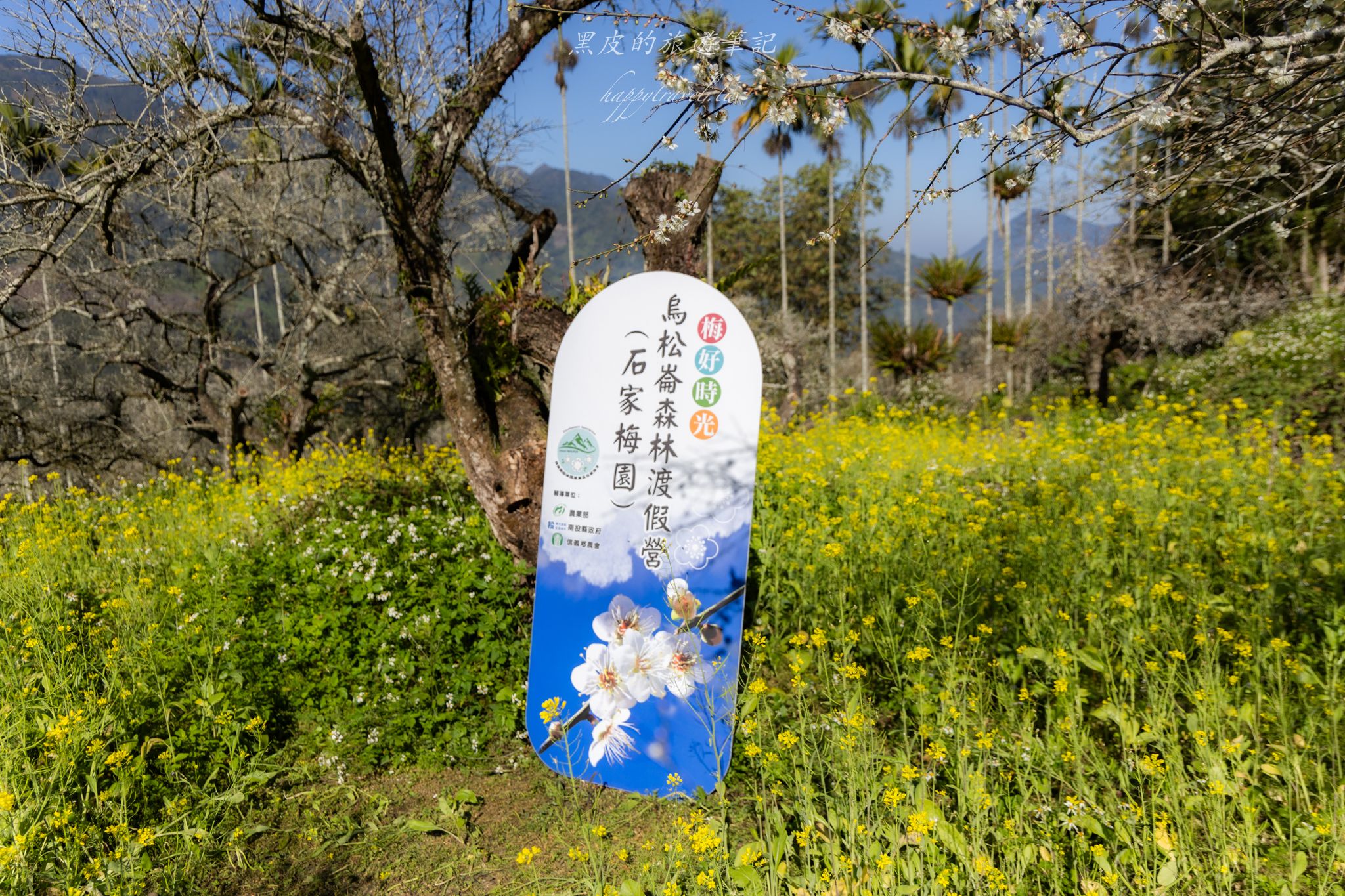 烏松崙森林渡假營【石家梅園】雪白梅花綻放啦！一起來踏雪尋梅 