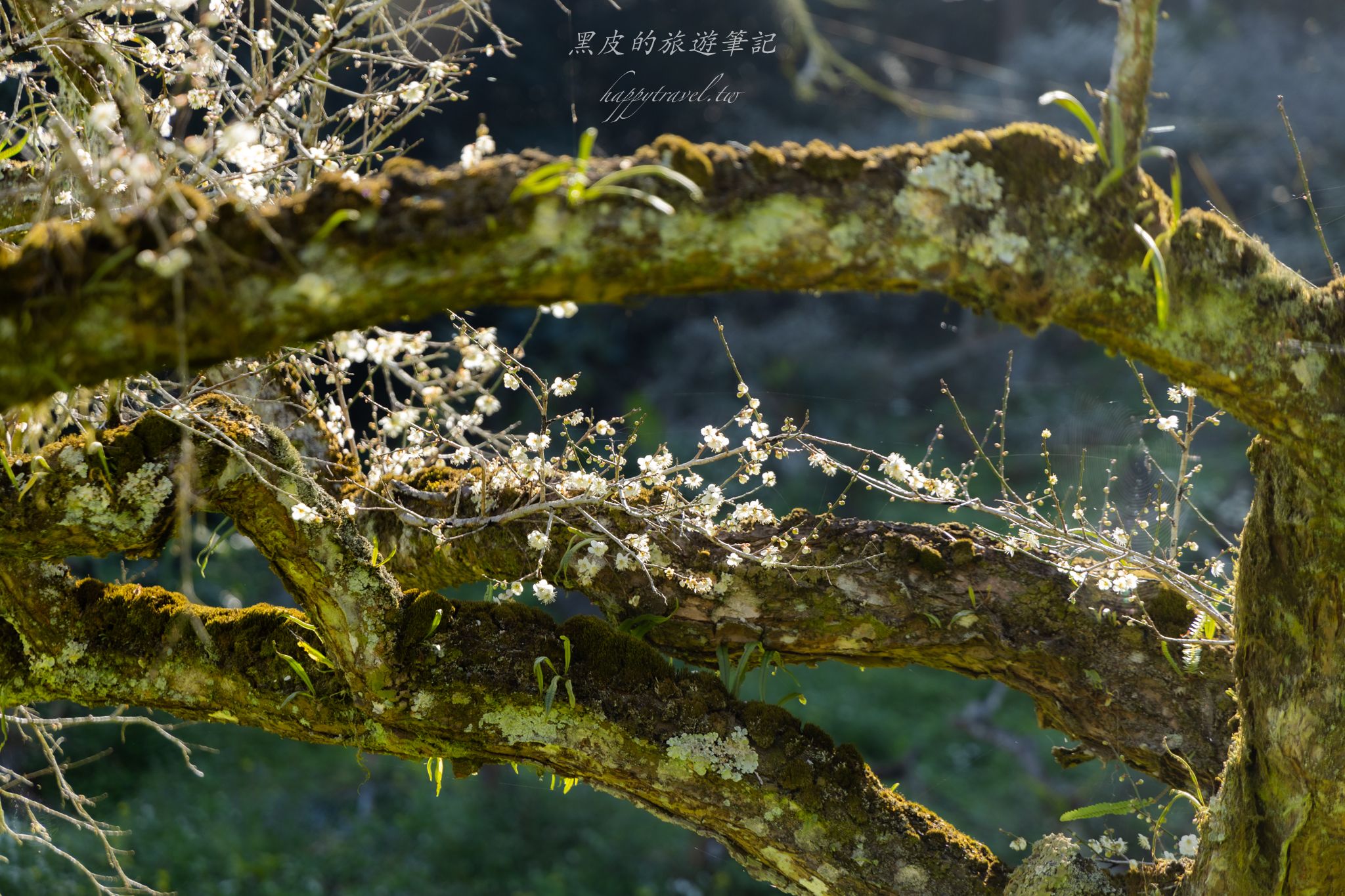 烏松崙森林渡假營【石家梅園】雪白梅花綻放啦！一起來踏雪尋梅 