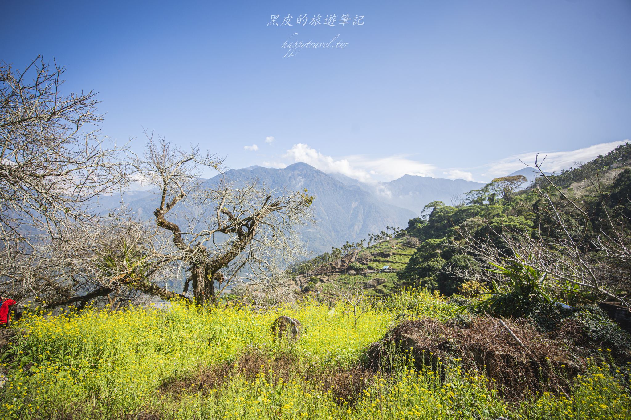 聿仙山莊｜全台最高的梅王群秘境。賞梅景點推薦/信義景點