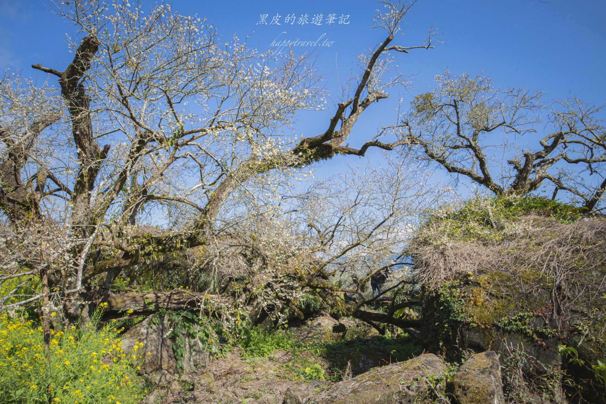 聿仙山莊｜全台最高的梅王群秘境。賞梅景點推薦/信義景點