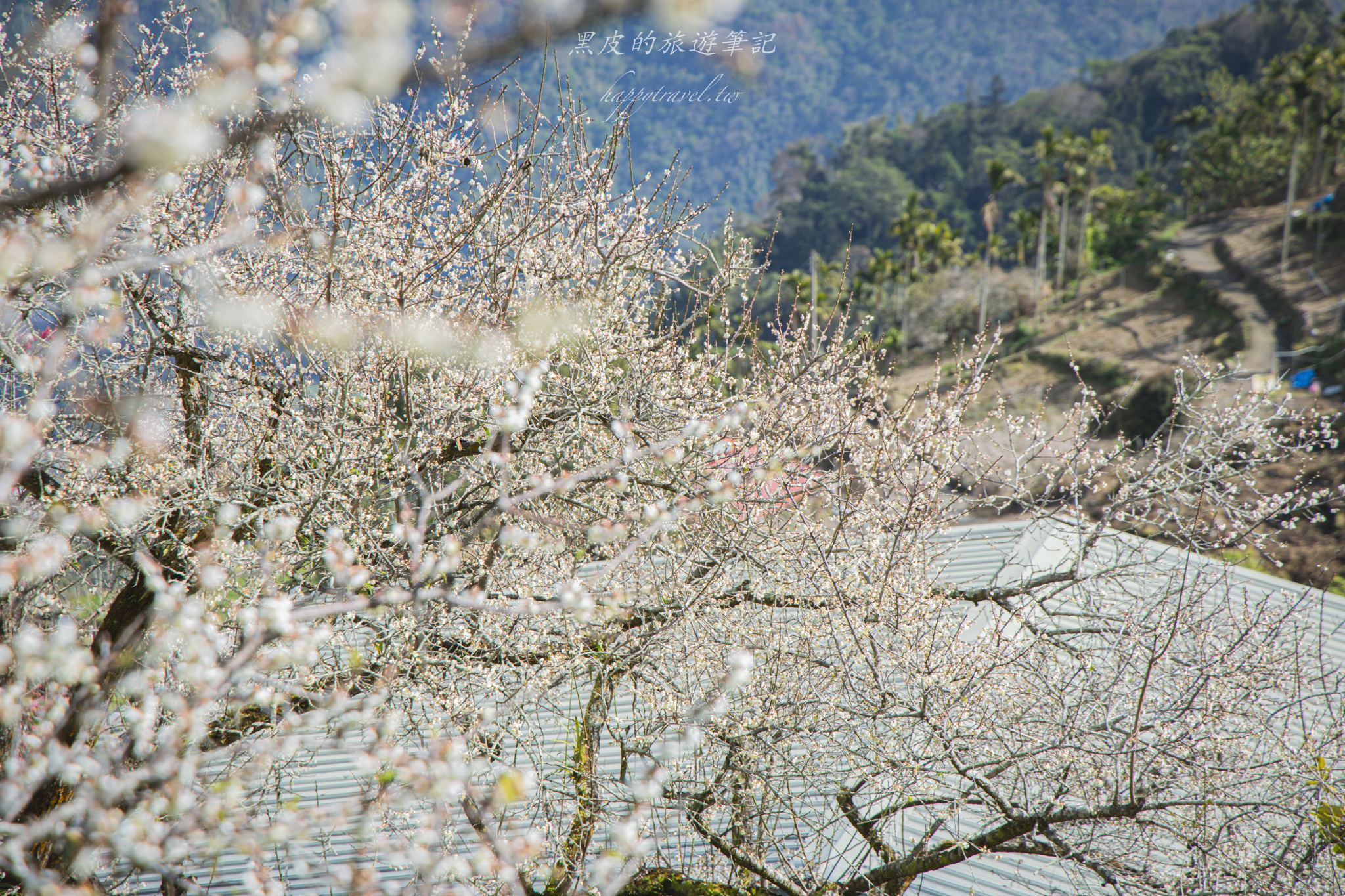 聿仙山莊｜全台最高的梅王群秘境。賞梅景點推薦/信義景點