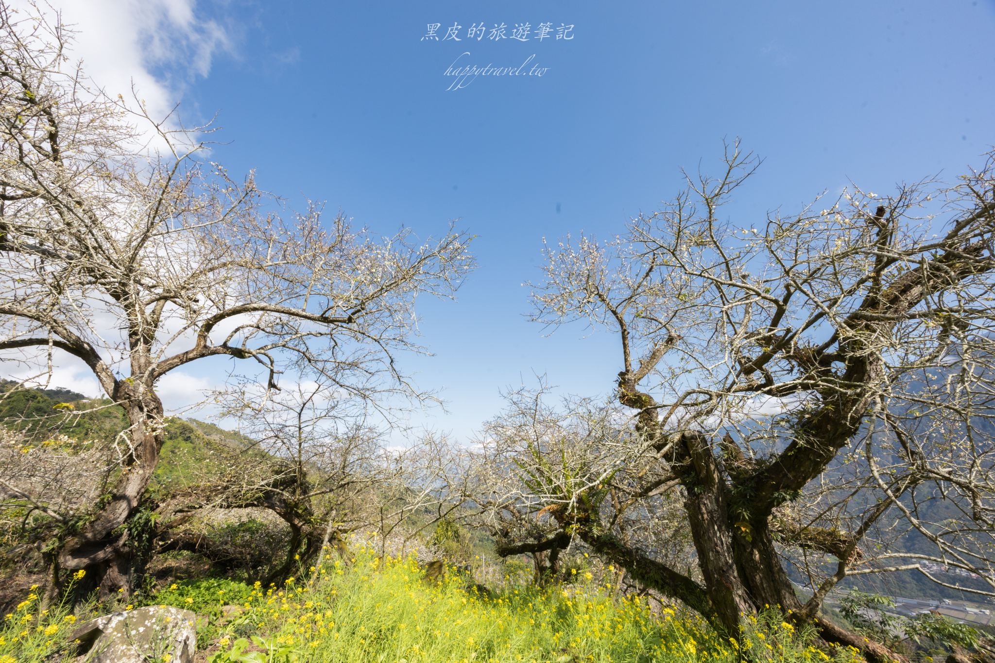 聿仙山莊｜全台最高的梅王群秘境。賞梅景點推薦/信義景點