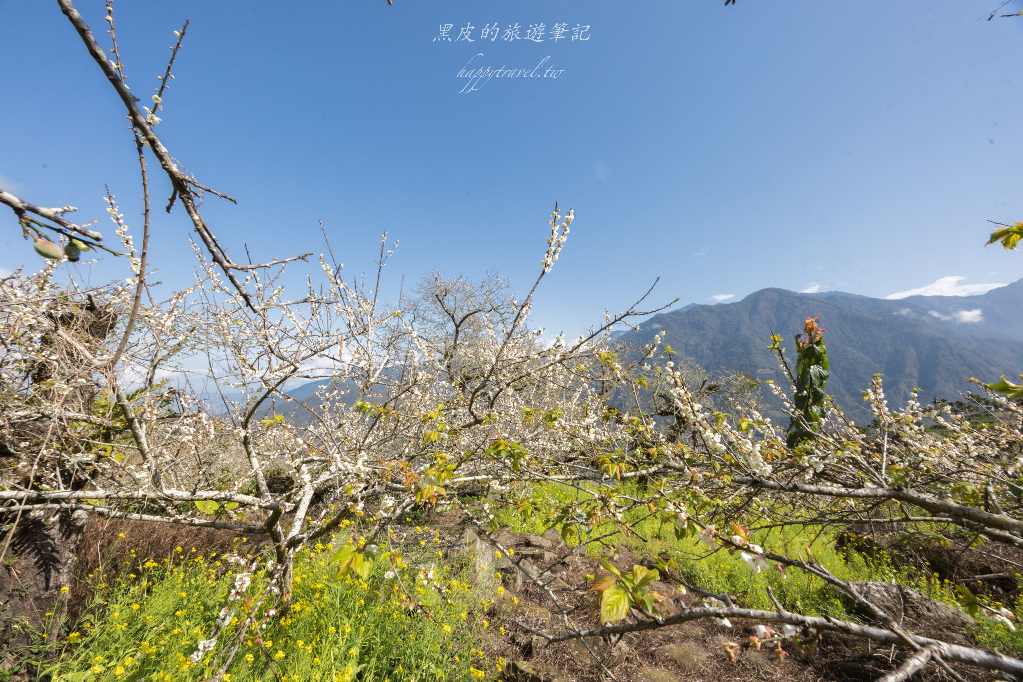 聿仙山莊｜全台最高的梅王群秘境。賞梅景點推薦/信義景點