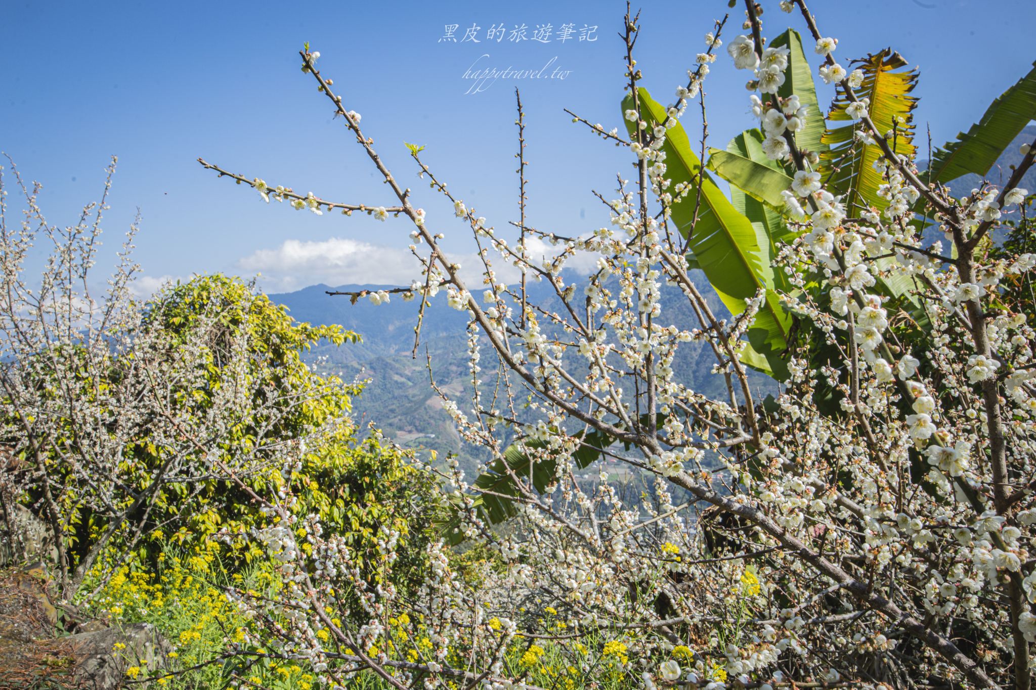 聿仙山莊｜全台最高的梅王群秘境。賞梅景點推薦/信義景點