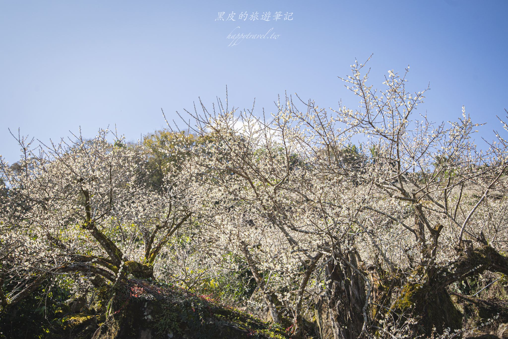 聿仙山莊｜全台最高的梅王群秘境。賞梅景點推薦/信義景點