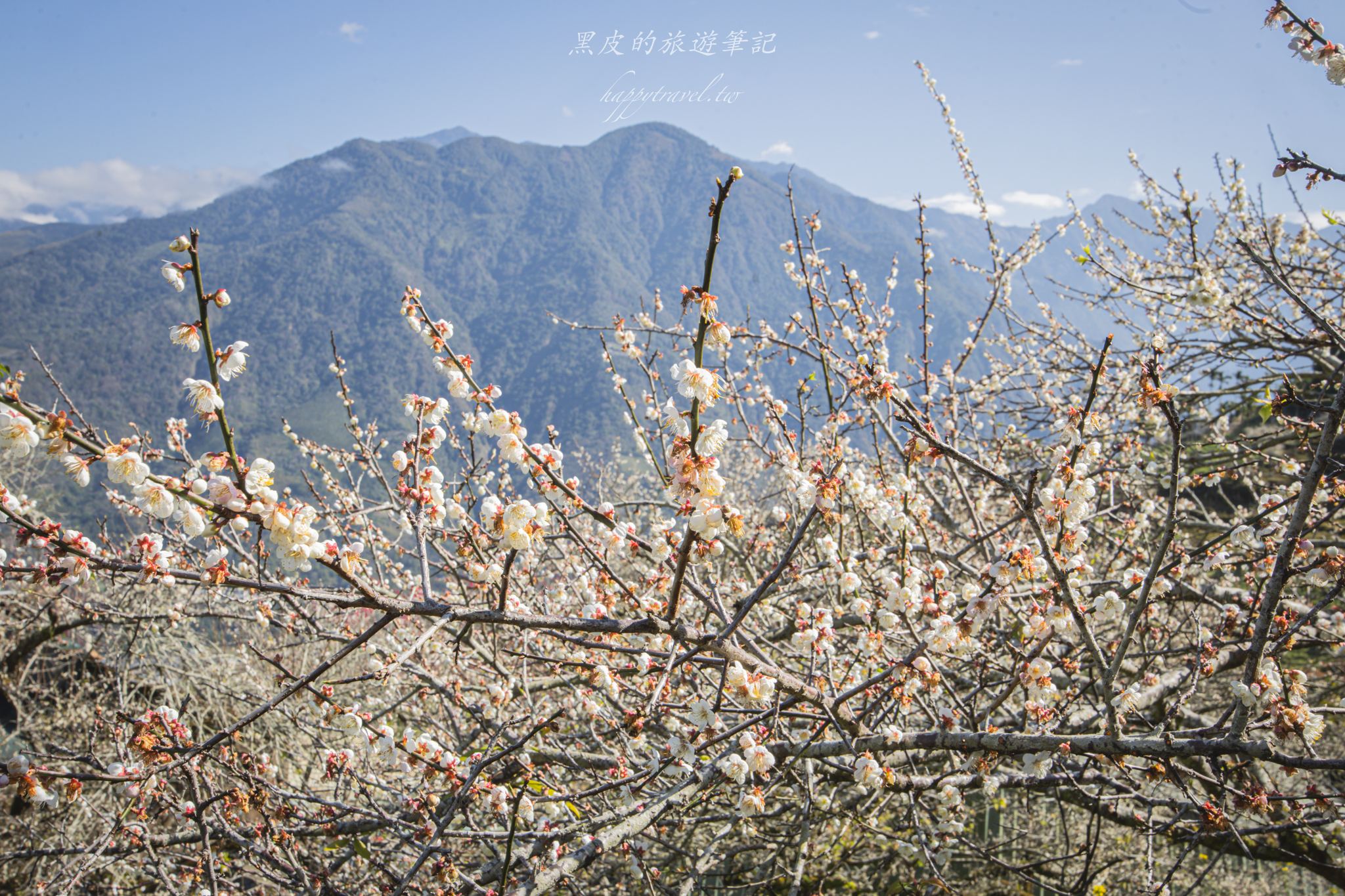 聿仙山莊｜全台最高的梅王群秘境。賞梅景點推薦/信義景點