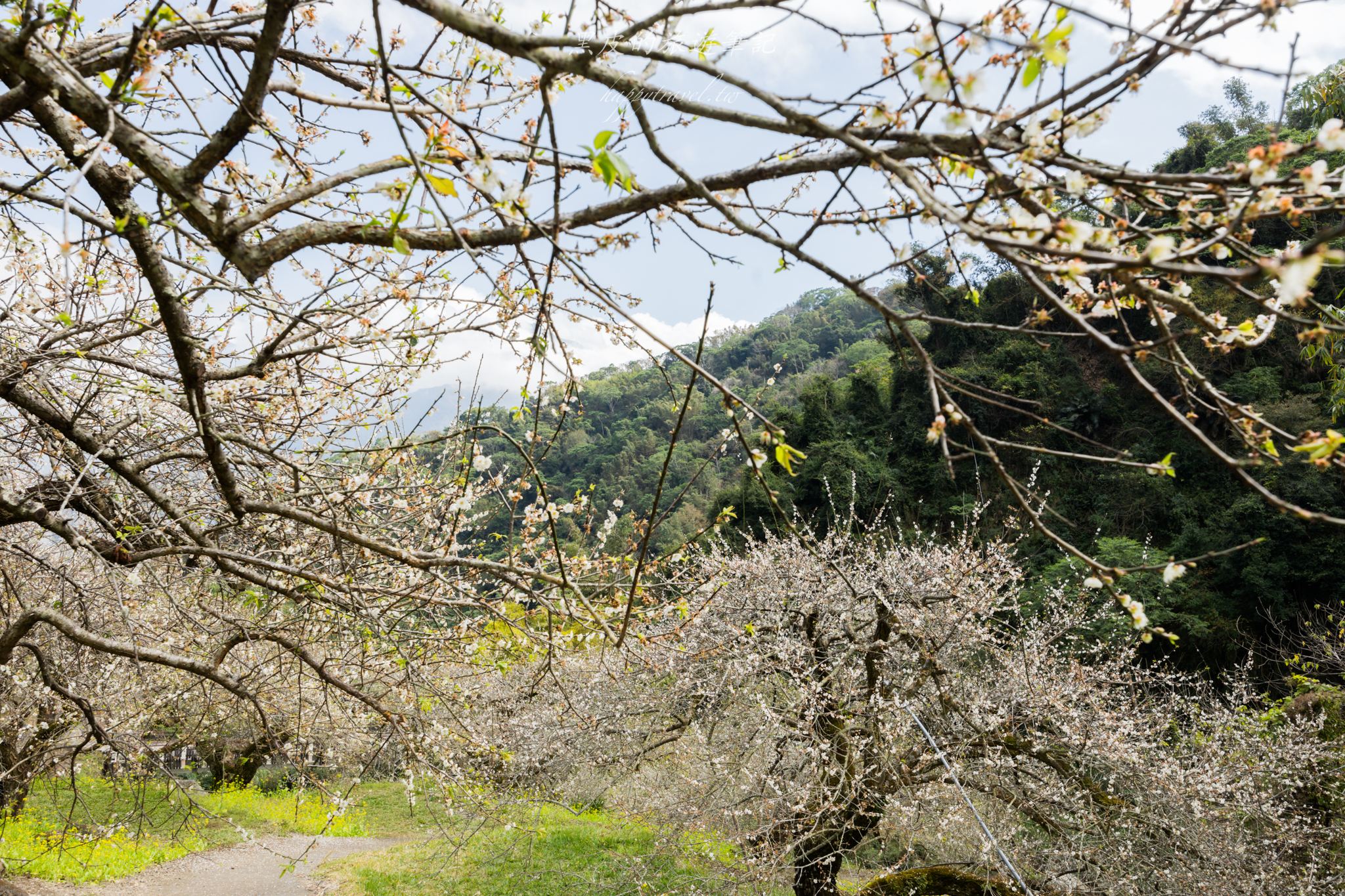 牛稠坑驛站-南投梅花推薦｜梅花季必去的【台版琉璃光院】日式餐廳