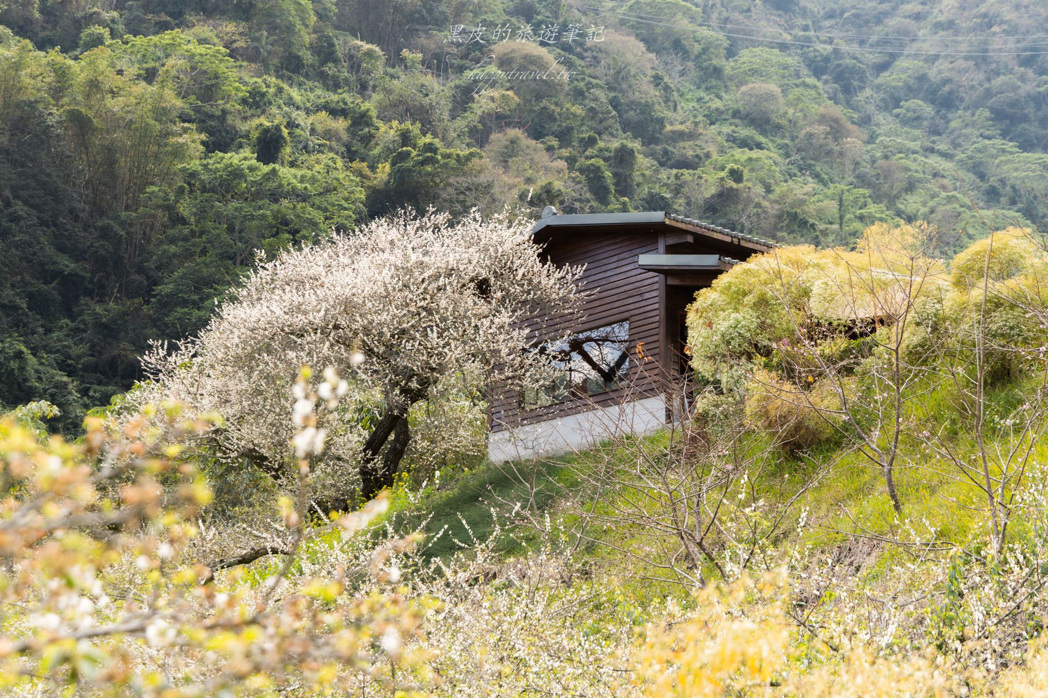 牛稠坑驛站-南投梅花推薦｜梅花季必去的【台版琉璃光院】日式餐廳