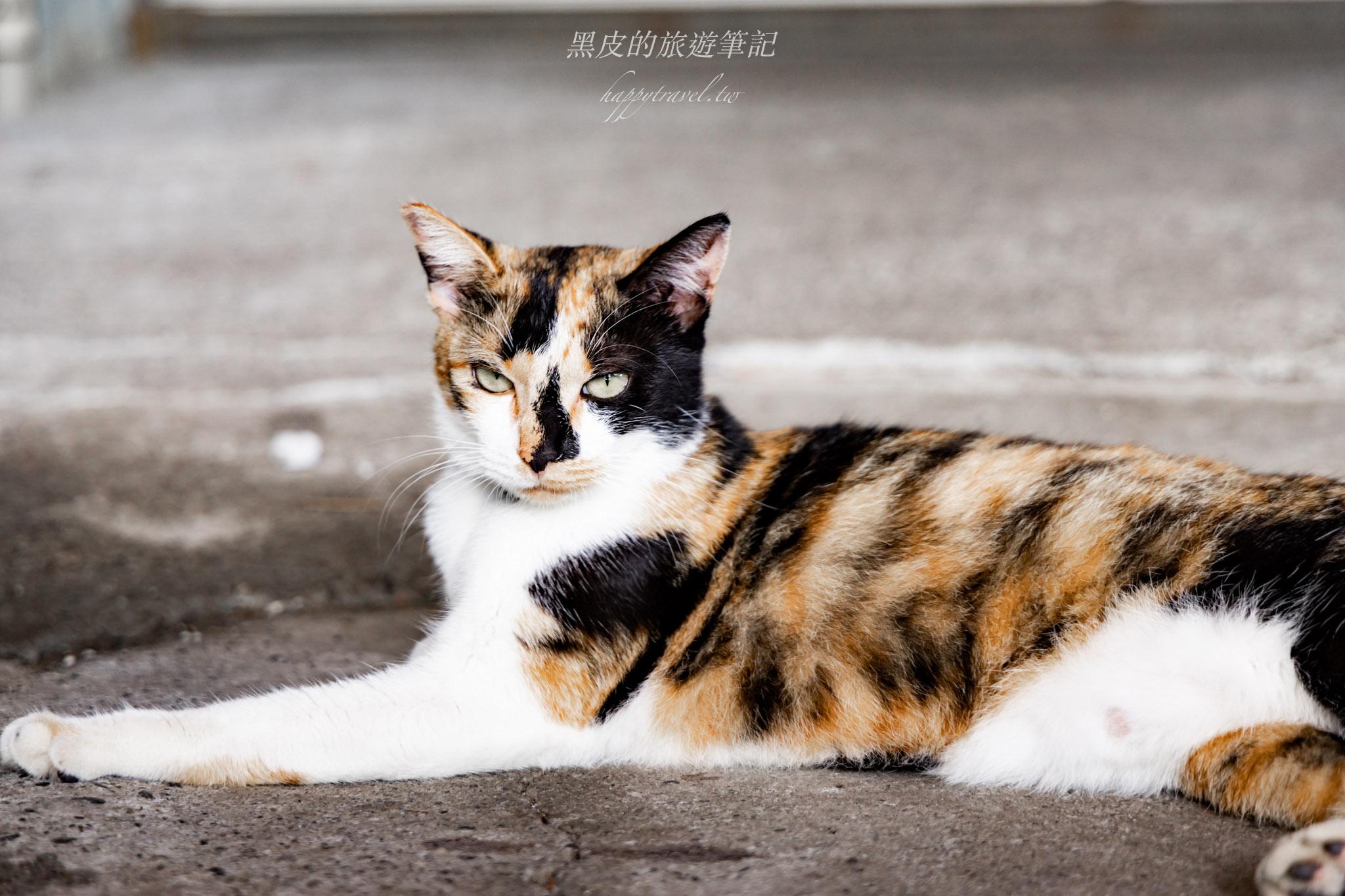 長濱一日遊｜愜意小鎮散策，感受太平洋邊的詩意日常