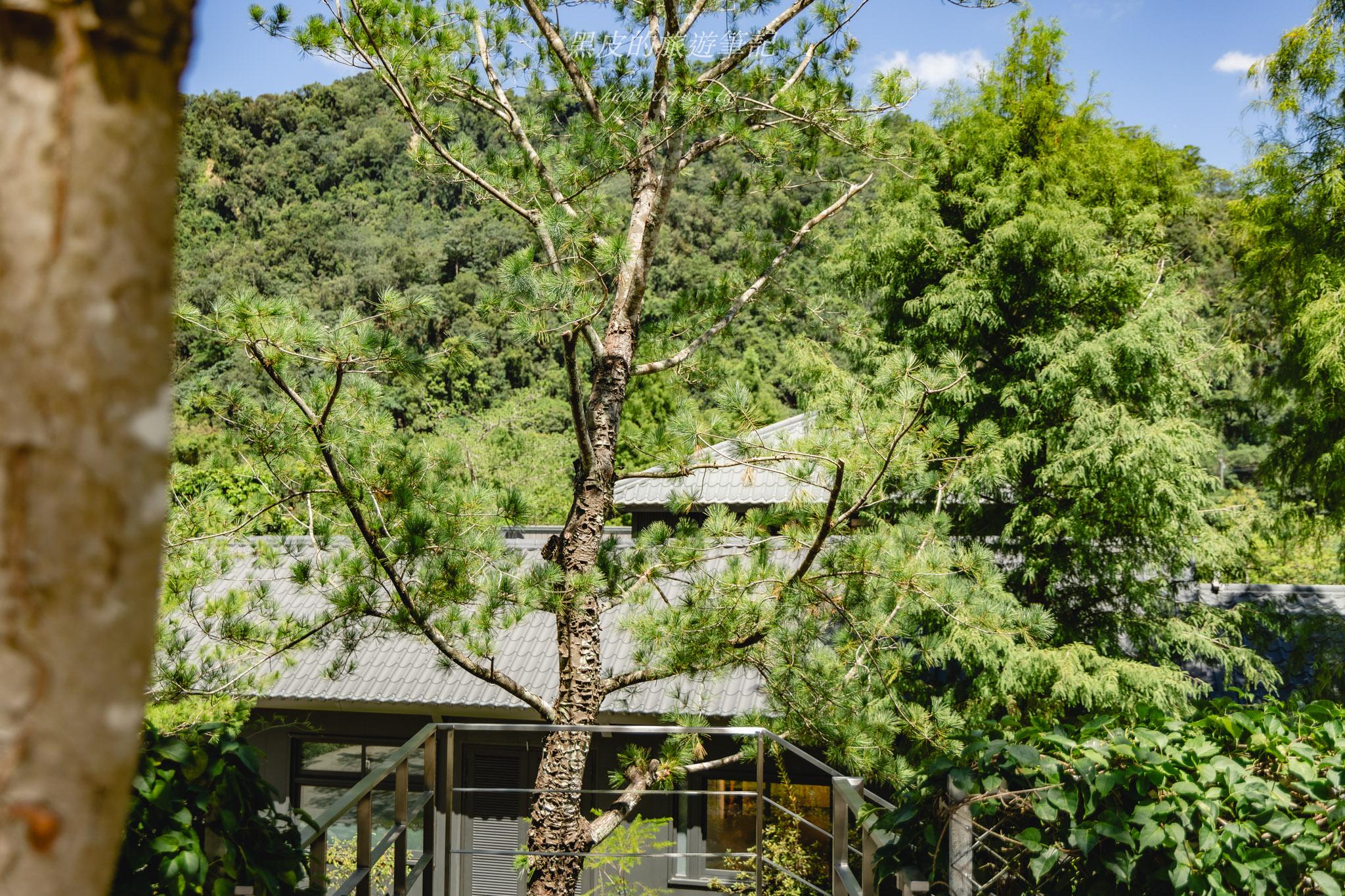 春秋山林｜春水堂全新山林園區，茶香、足浴與自然秘境的結合，國姓新景點
