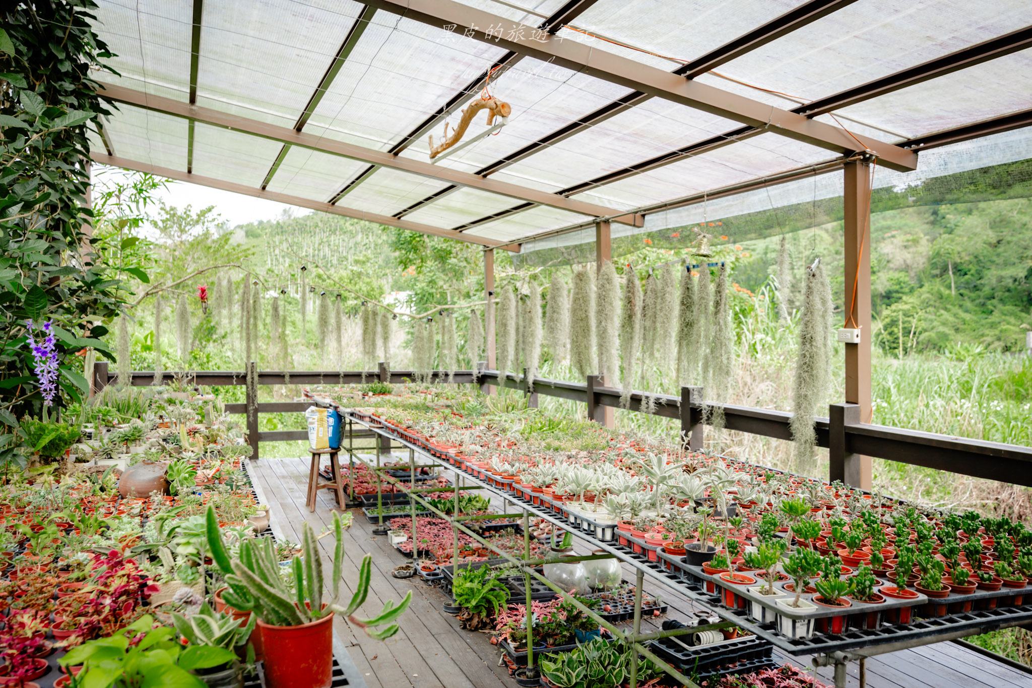 澀水皇茶｜日月潭最多樣好玩的DIY茶園，還有超精緻的日月潭紅茶料理。日月潭親子行程