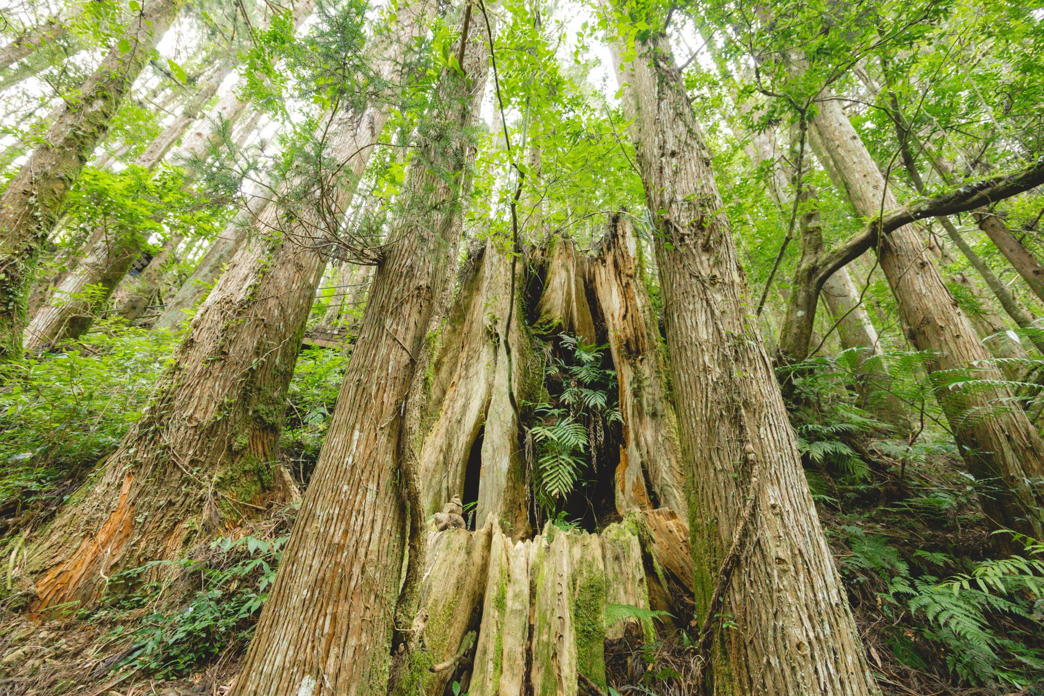 杉林溪森林生態渡假園區｜門票資訊、園區介紹，玩法一次看