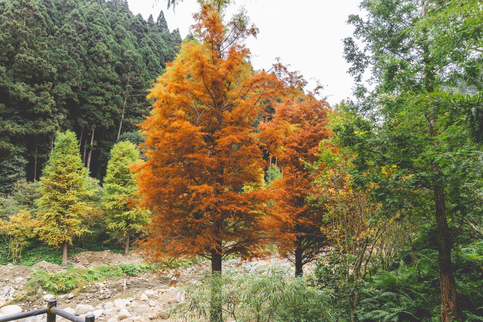 杉林溪森林生態渡假園區｜門票資訊、園區介紹，玩法一次看