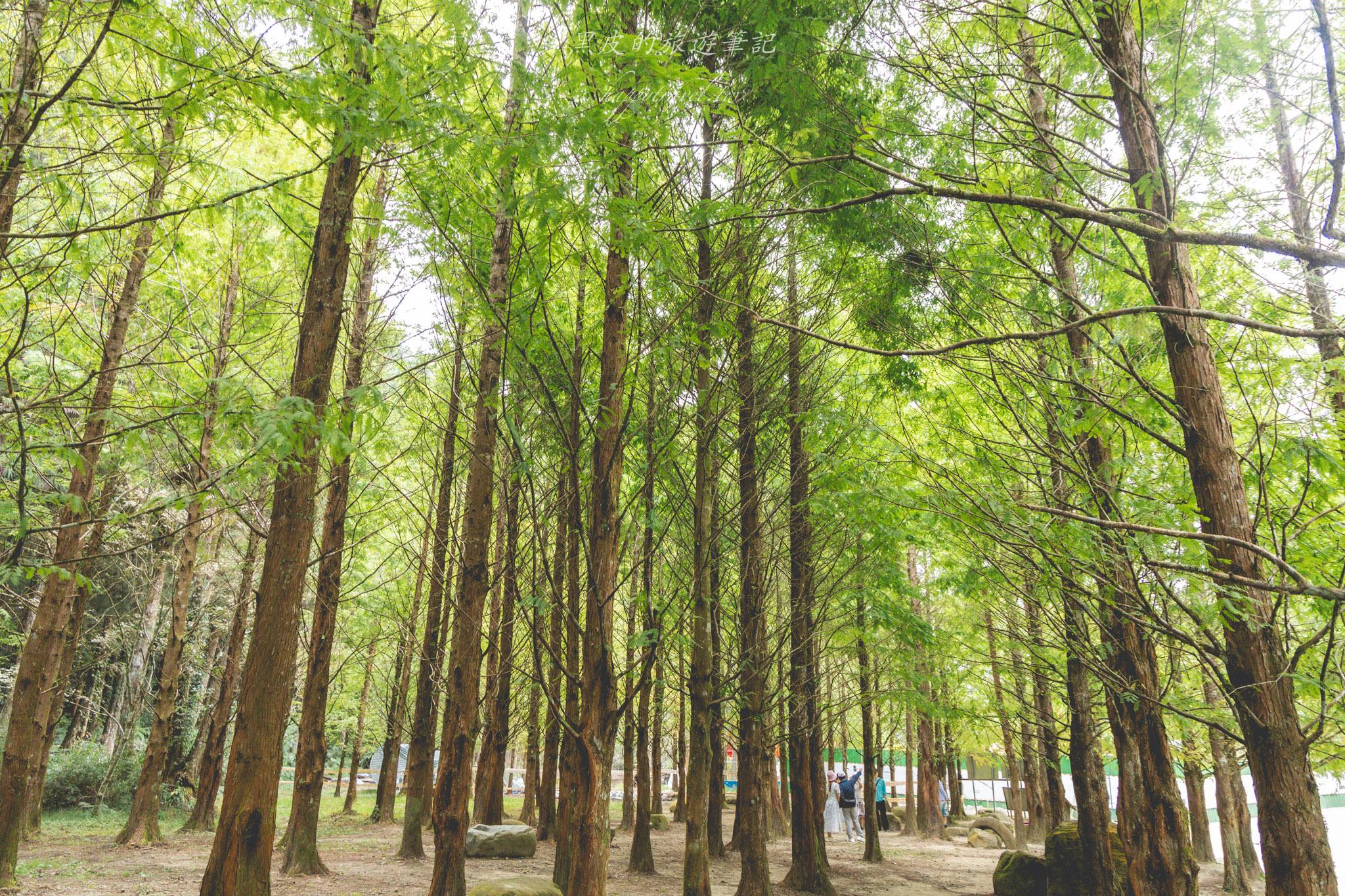杉林溪森林生態渡假園區｜門票資訊、園區介紹，玩法一次看