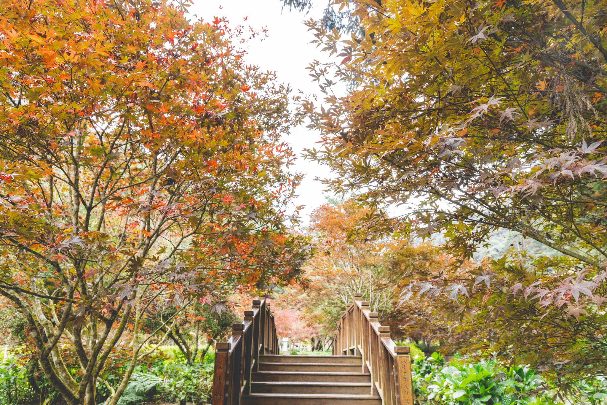 杉林溪森林生態渡假園區｜門票資訊、園區介紹，玩法一次看