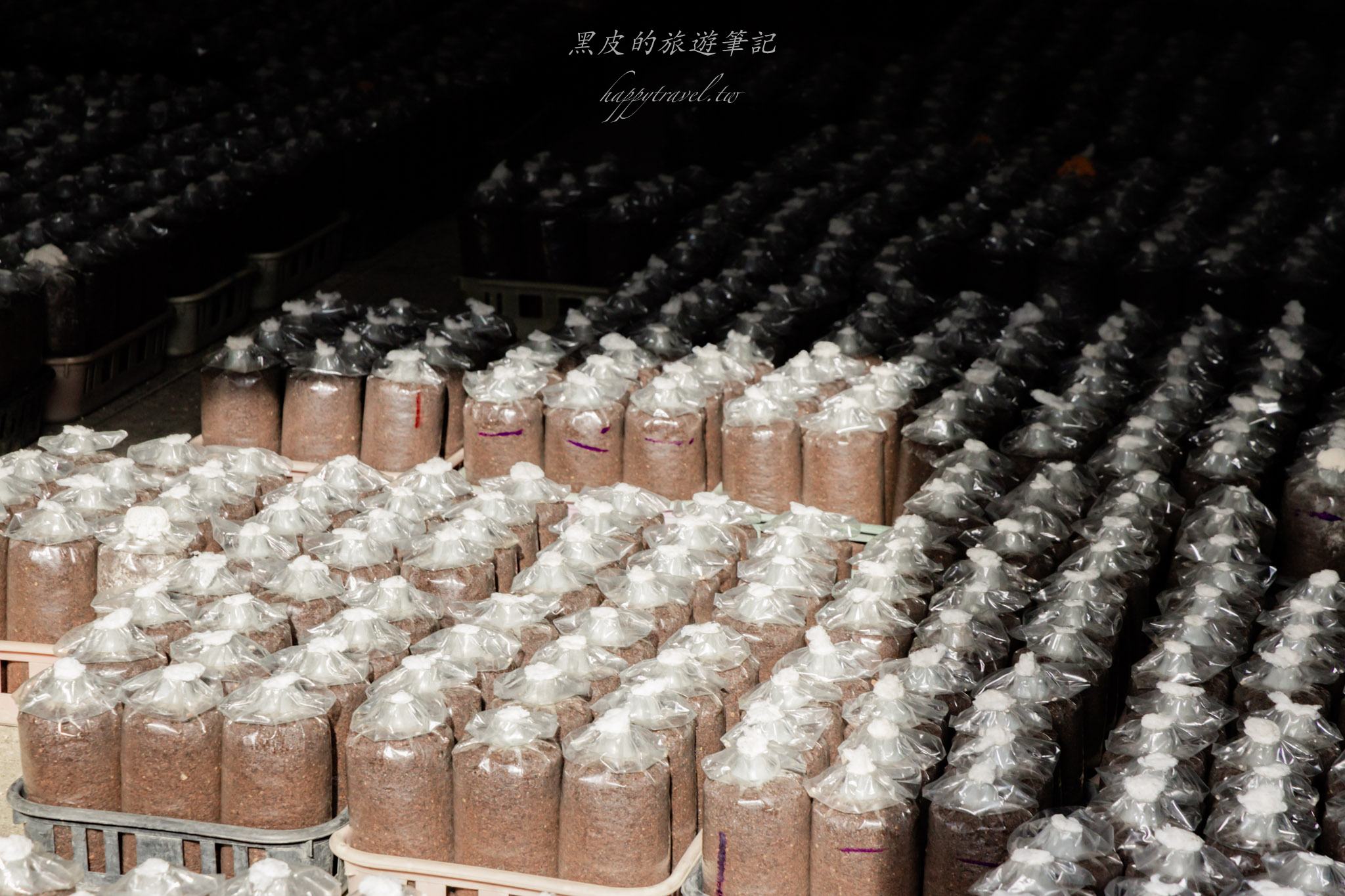 南投2天1夜｜集集×水里×頭社活盆地完整攻略：老街散步、秘境隧道、森林系住宿一次玩