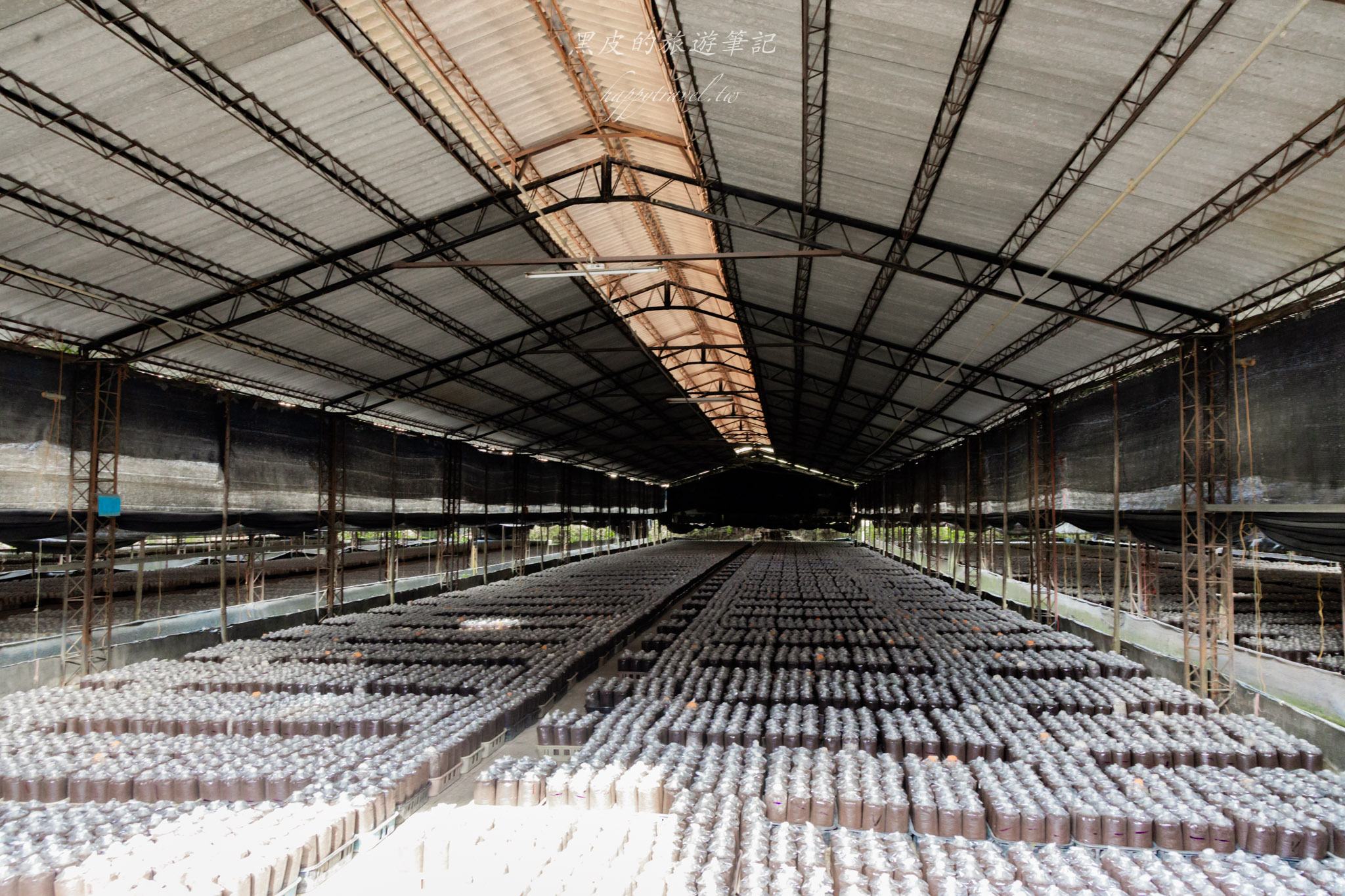 南投2天1夜｜集集×水里×頭社活盆地完整攻略：老街散步、秘境隧道、森林系住宿一次玩