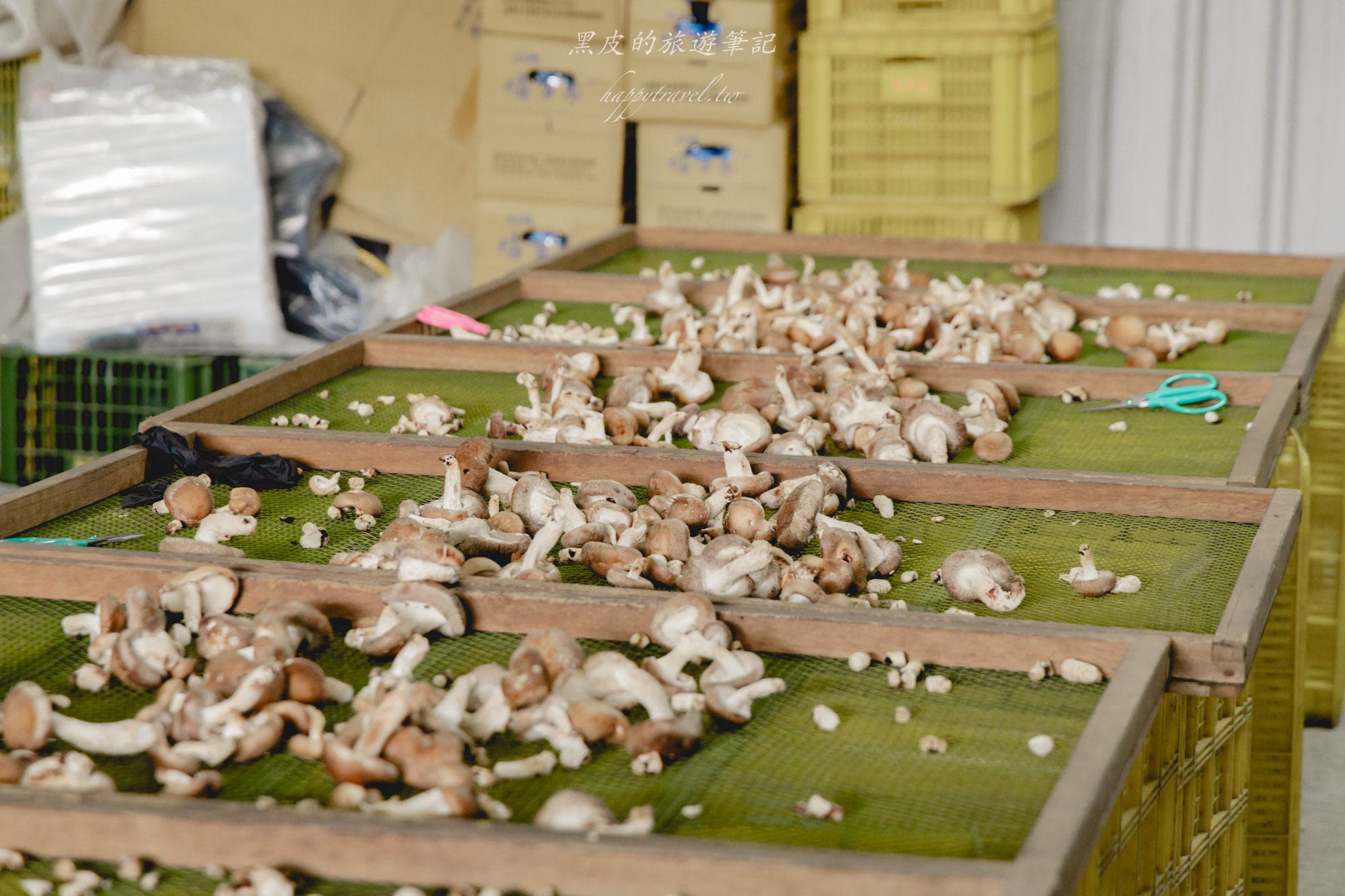 南投2天1夜｜集集×水里×頭社活盆地完整攻略：老街散步、秘境隧道、森林系住宿一次玩