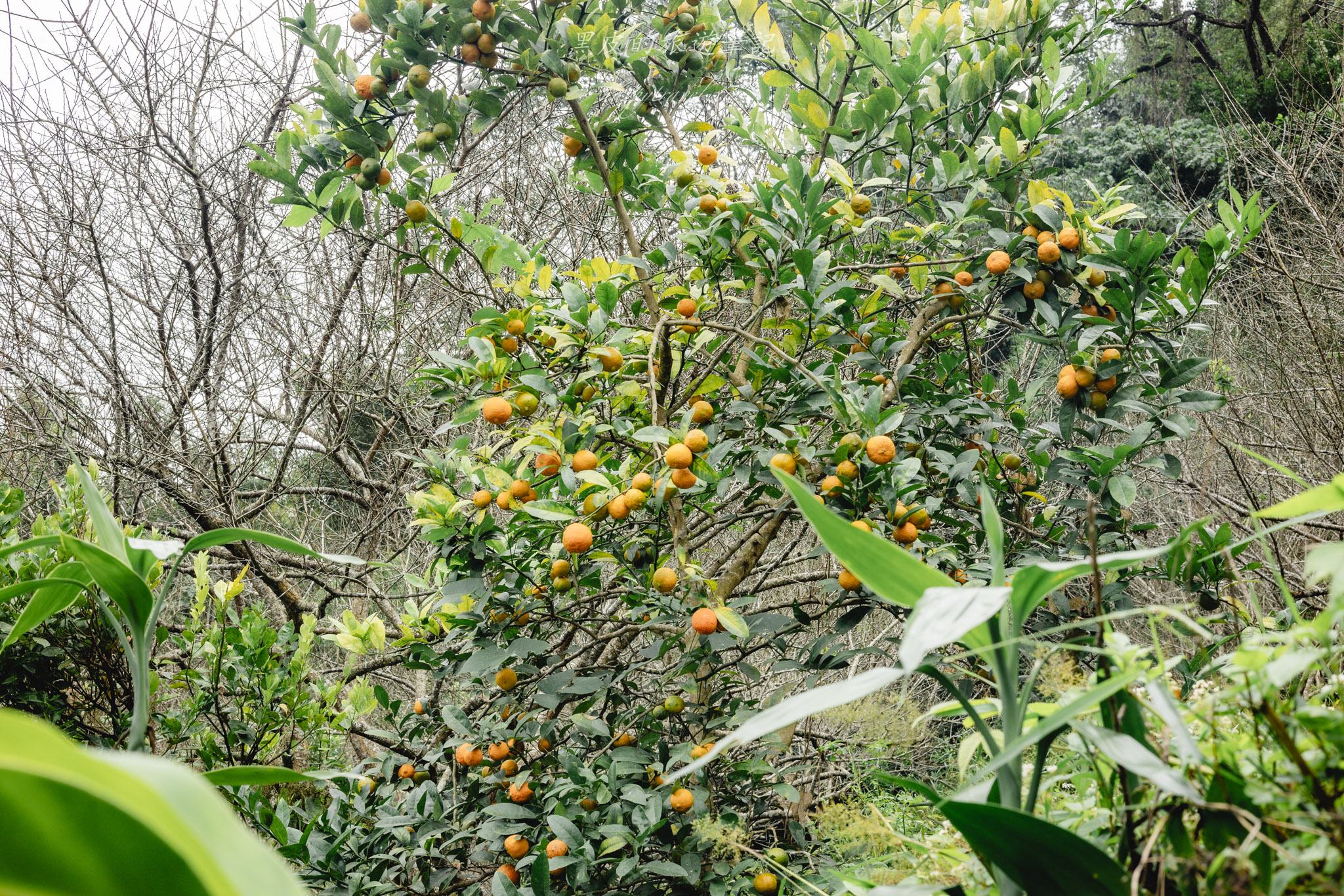 南投信義一日遊｜台灣梅之鄉也可以這樣玩