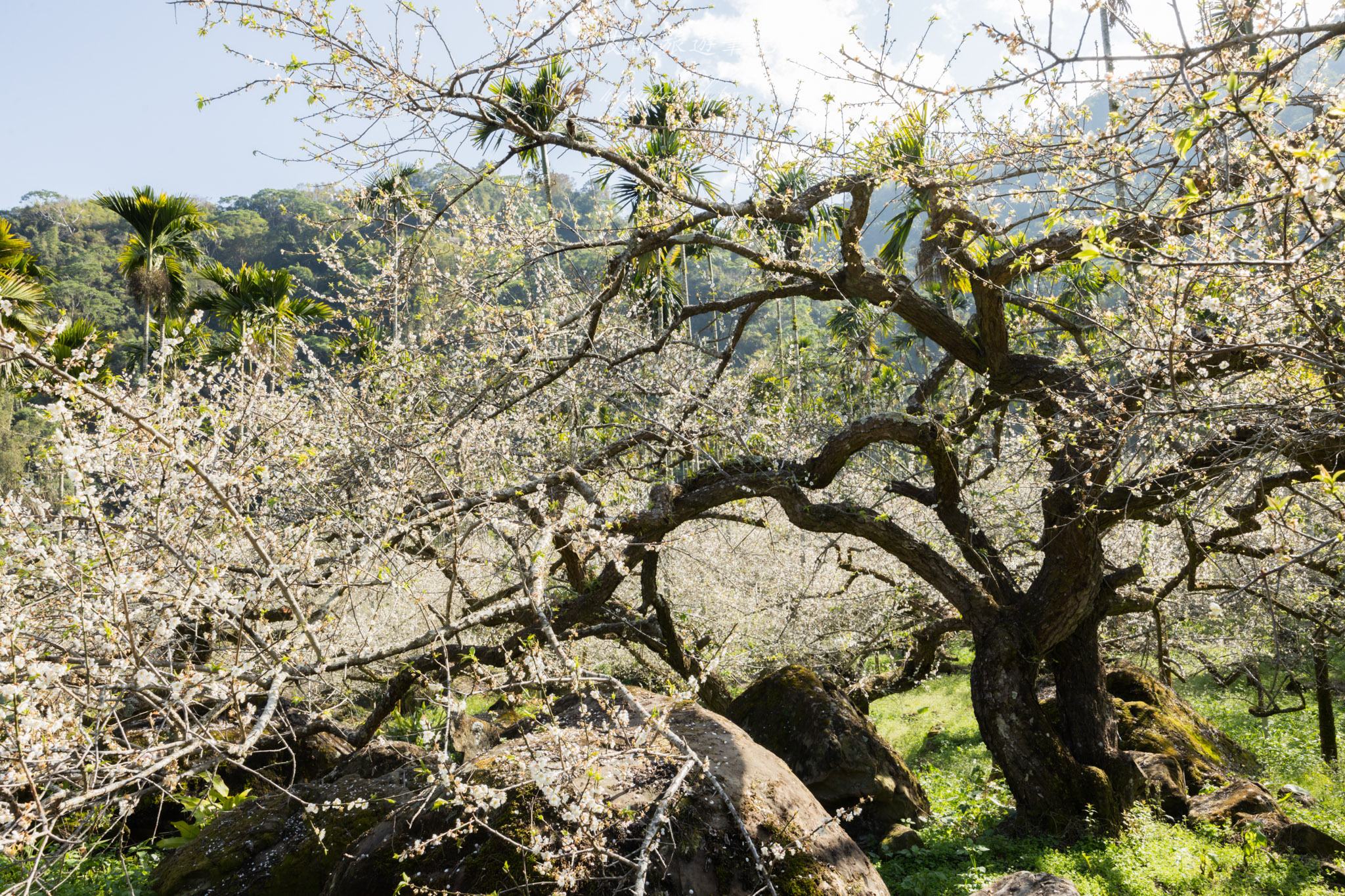 南投信義一日遊