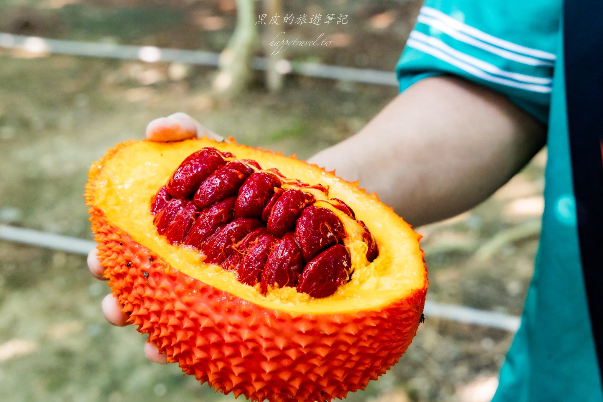 國姓、中寮一日遊｜走進咖啡的故鄉感受大自然的洗禮