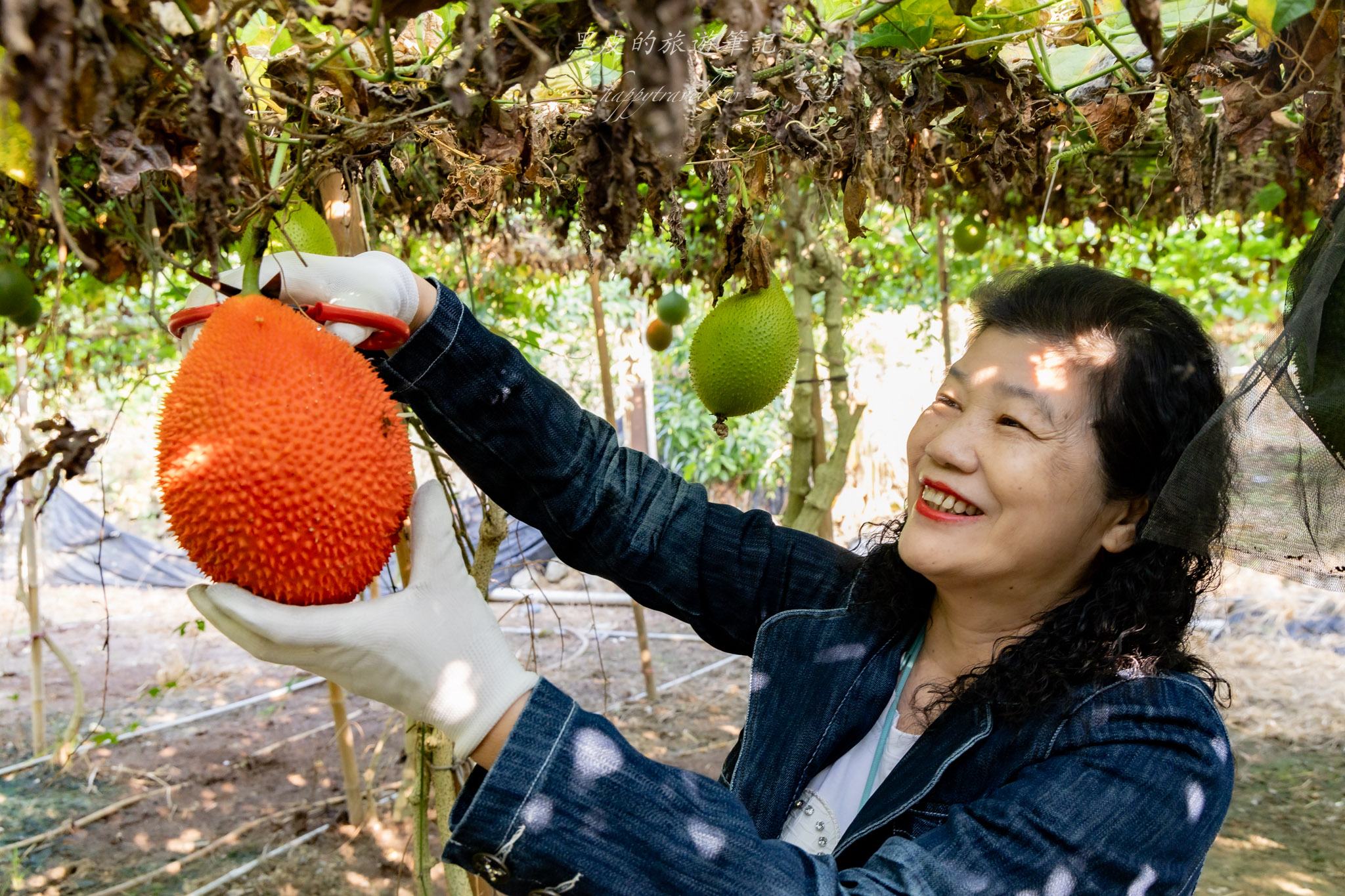 國姓、中寮一日遊｜走進咖啡的故鄉感受大自然的洗禮