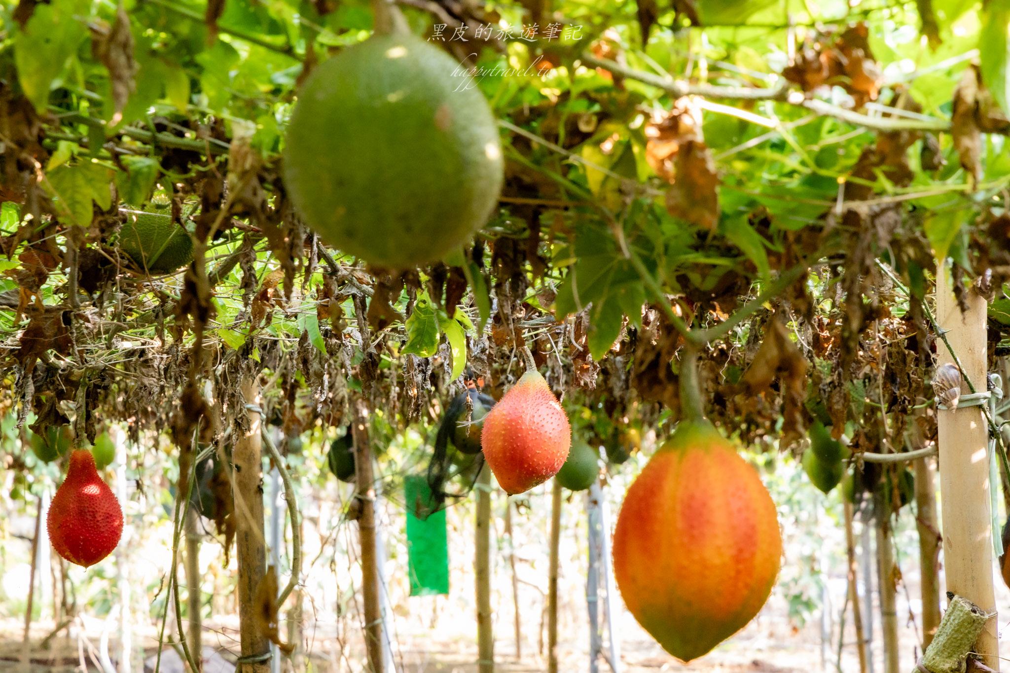 國姓、中寮一日遊｜走進咖啡的故鄉感受大自然的洗禮