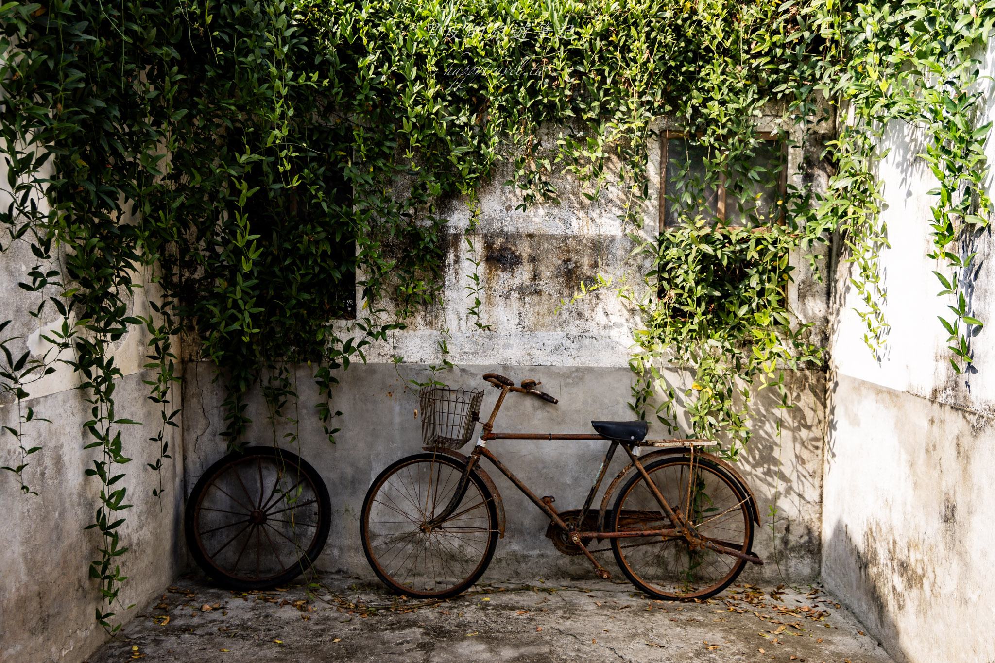 國姓、中寮一日遊｜走進咖啡的故鄉感受大自然的洗禮
