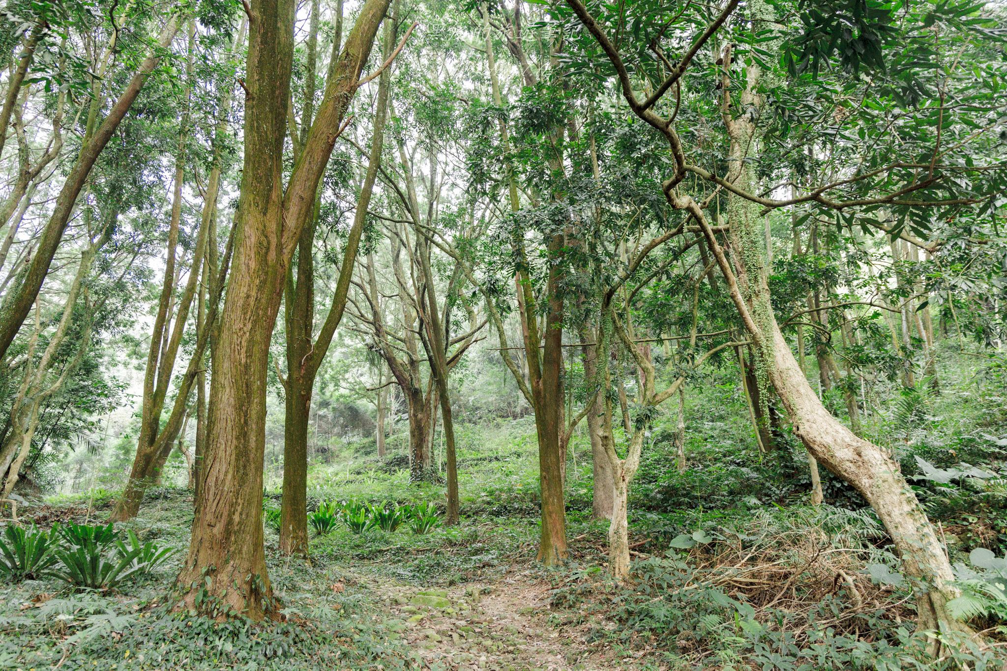 國姓、中寮一日遊｜走進咖啡的故鄉感受大自然的洗禮