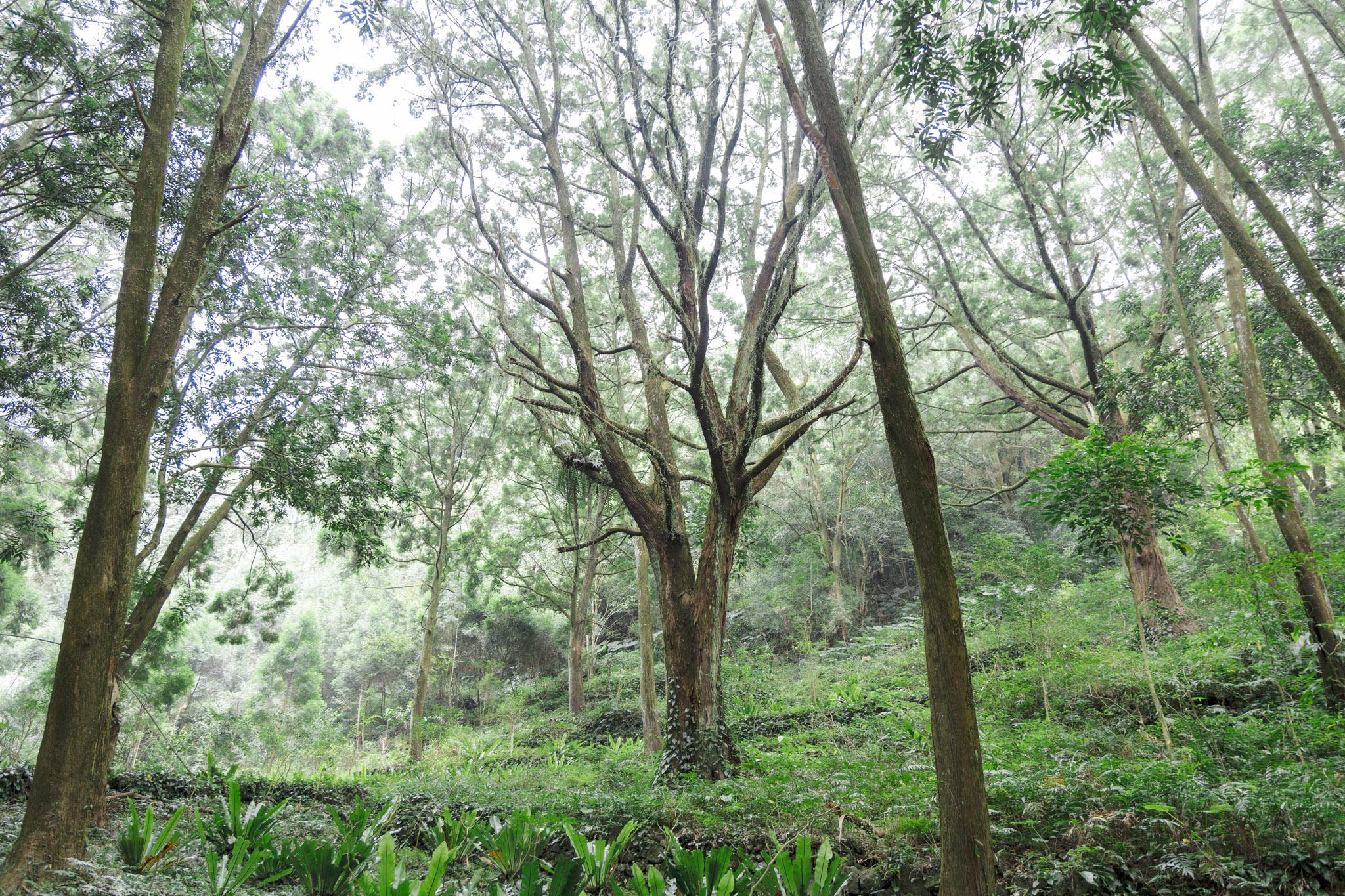 國姓、中寮一日遊｜走進咖啡的故鄉感受大自然的洗禮