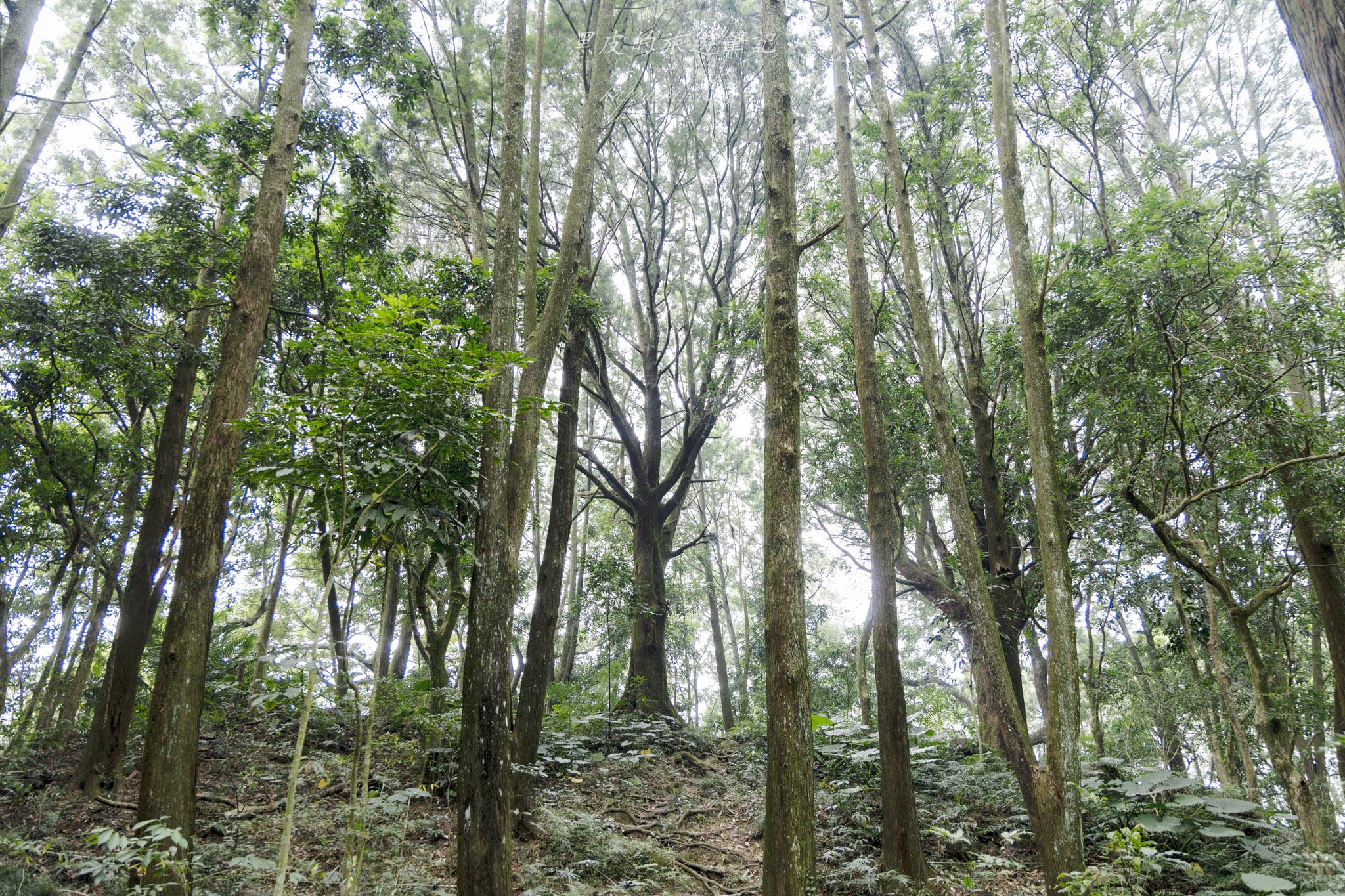 國姓、中寮一日遊｜走進咖啡的故鄉感受大自然的洗禮