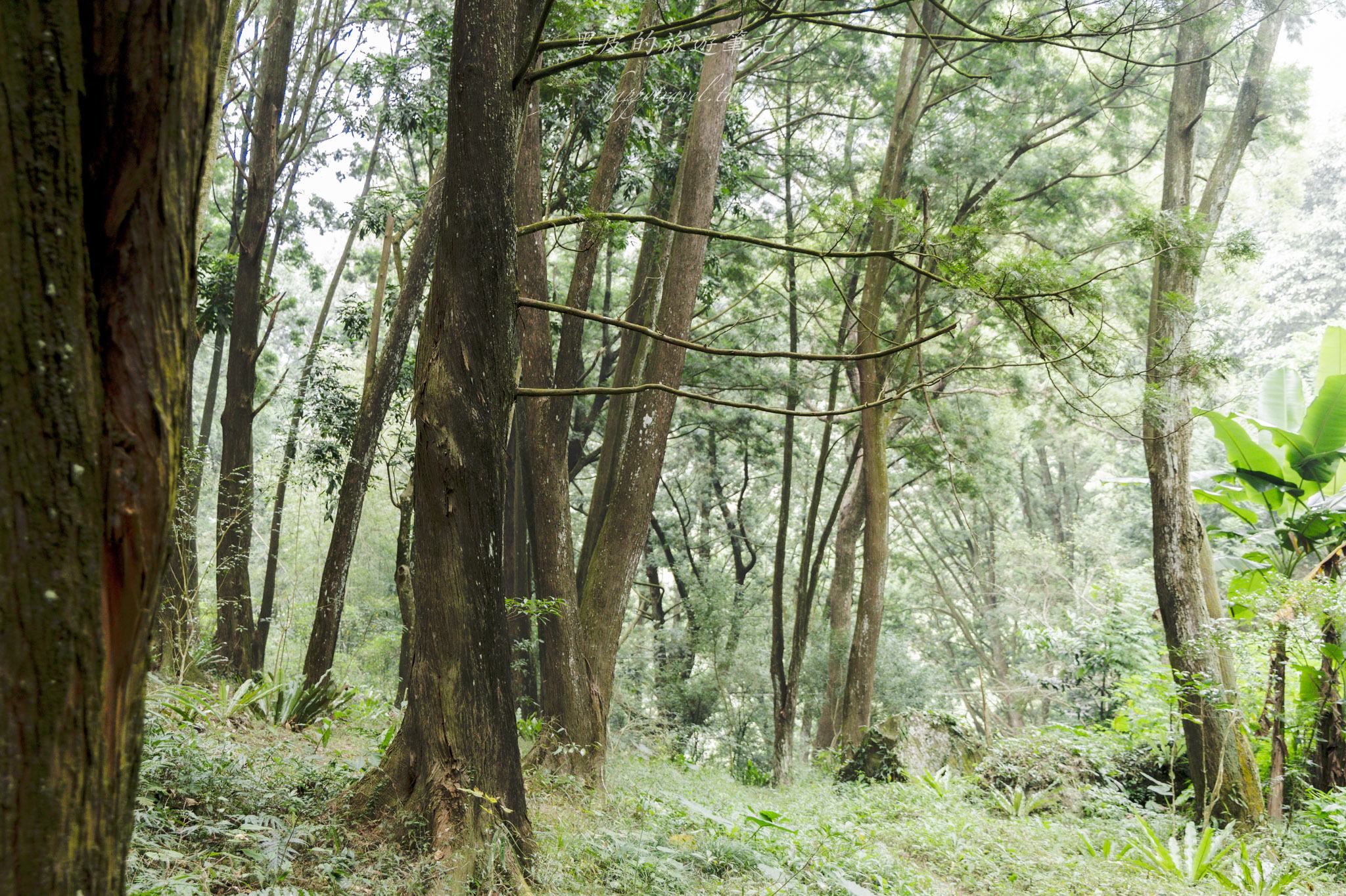 國姓、中寮一日遊｜走進咖啡的故鄉感受大自然的洗禮
