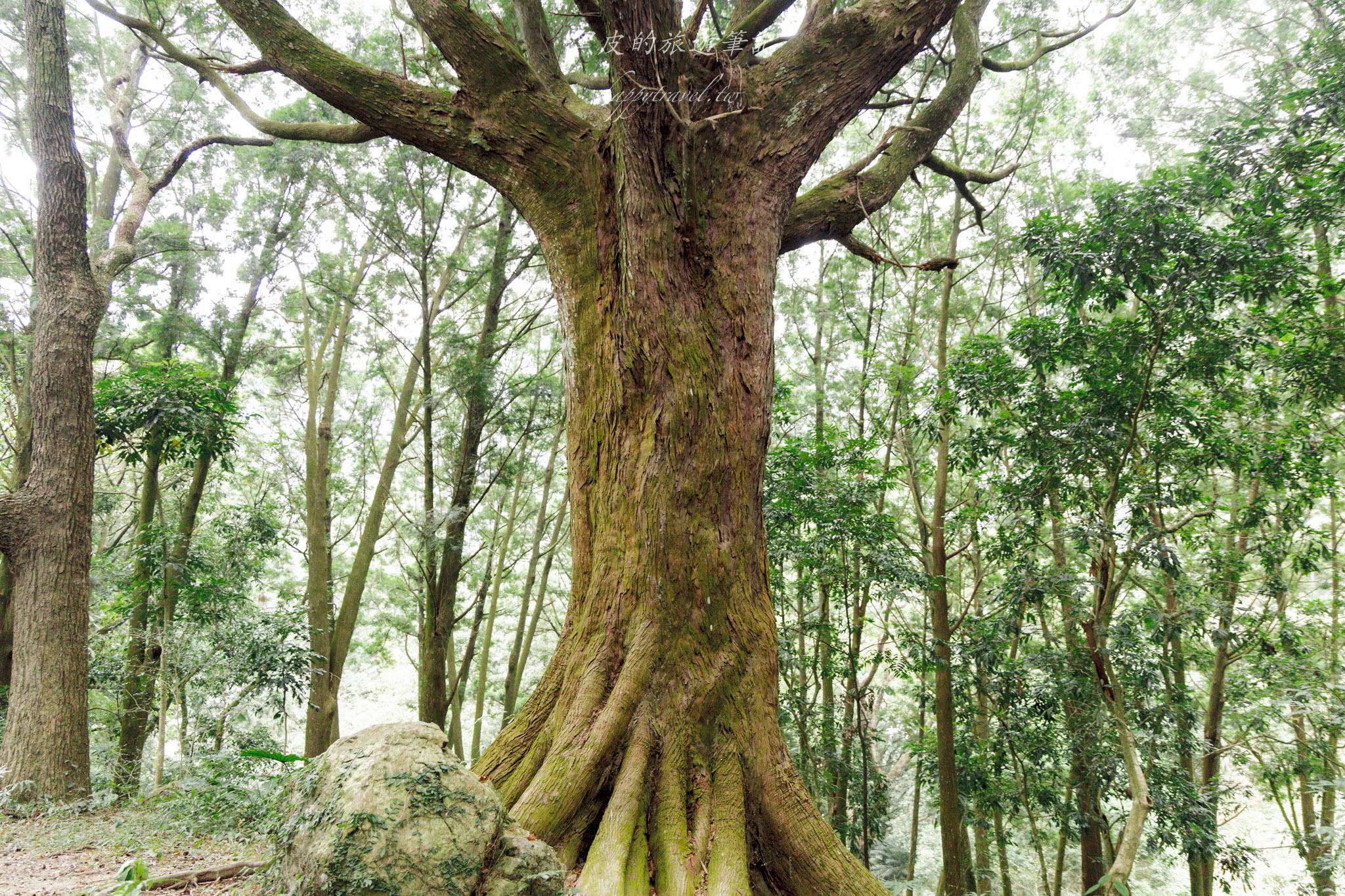 國姓、中寮一日遊｜走進咖啡的故鄉感受大自然的洗禮