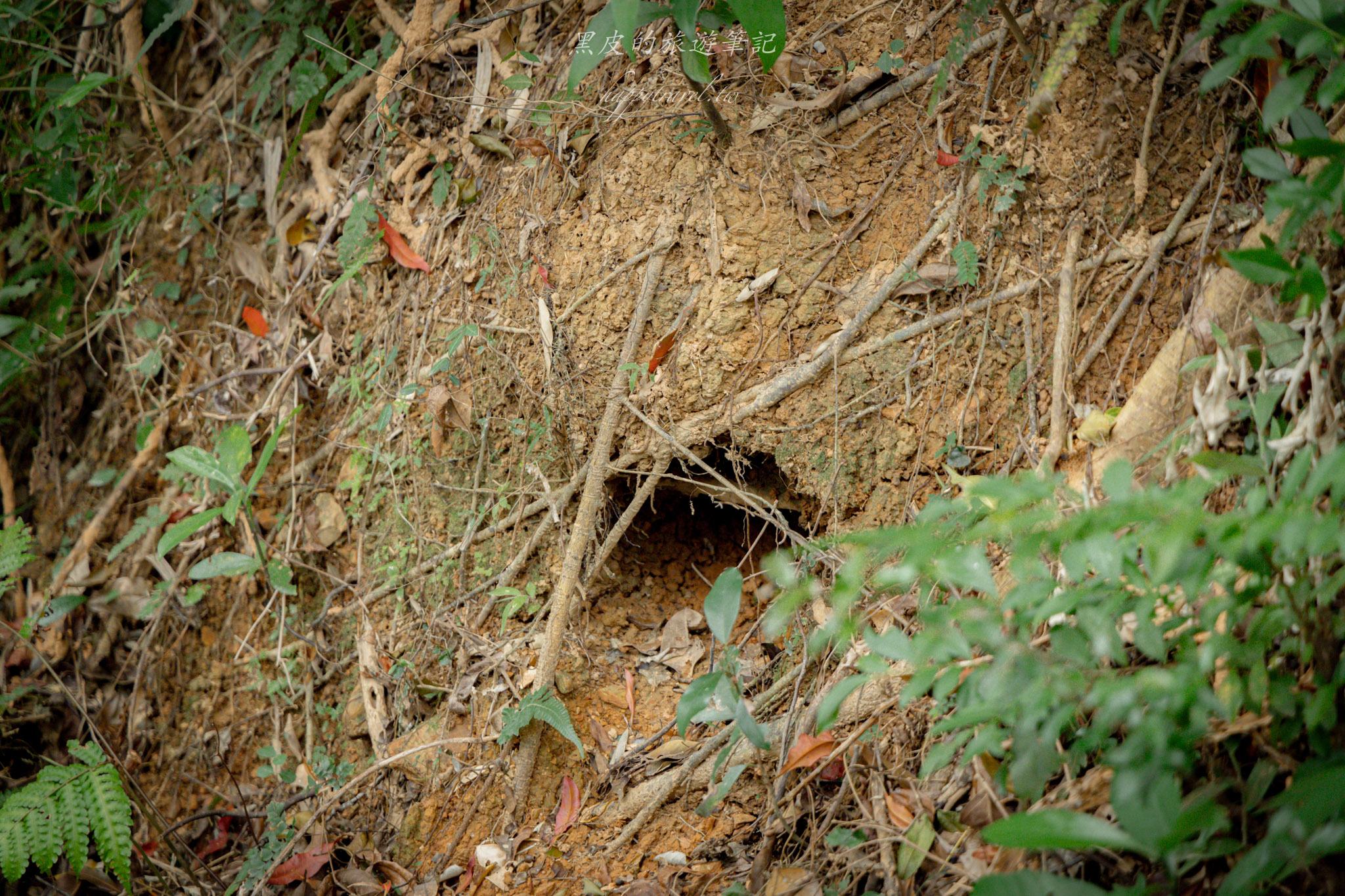 台東大武一日遊|走進台東這一片神秘的鄉鎮,千年神榕真的超震撼|大武景點 121 山豬窟休閒農業區